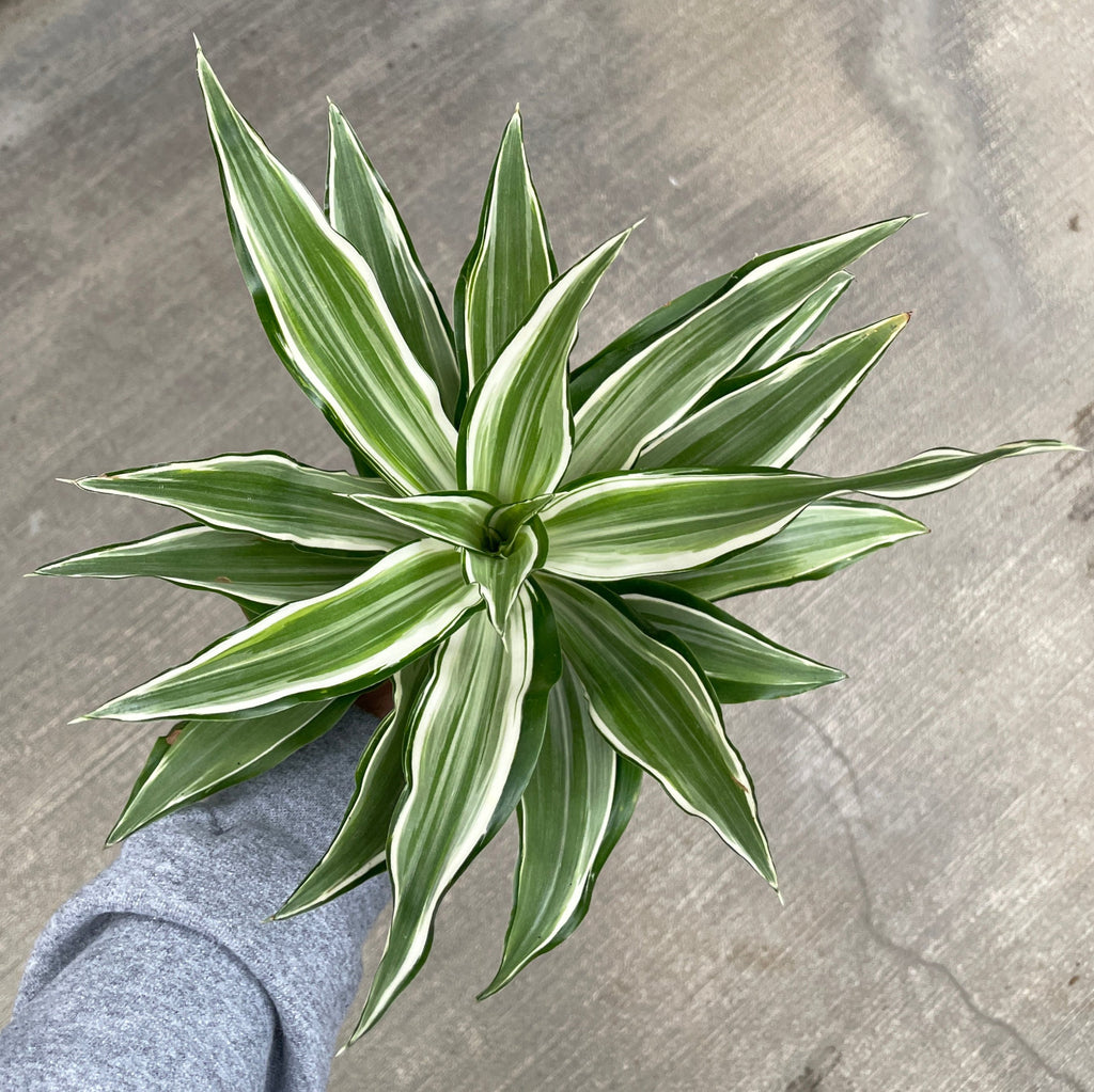 scythian dracaena Dracaena, Warneckii — Ritters Garden and Gift