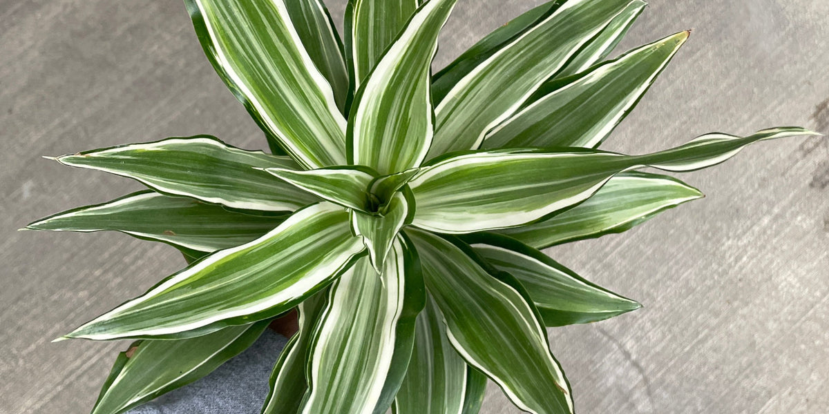 dracaena white bird Dracaena, Warneckii — Ritters Garden and Gift