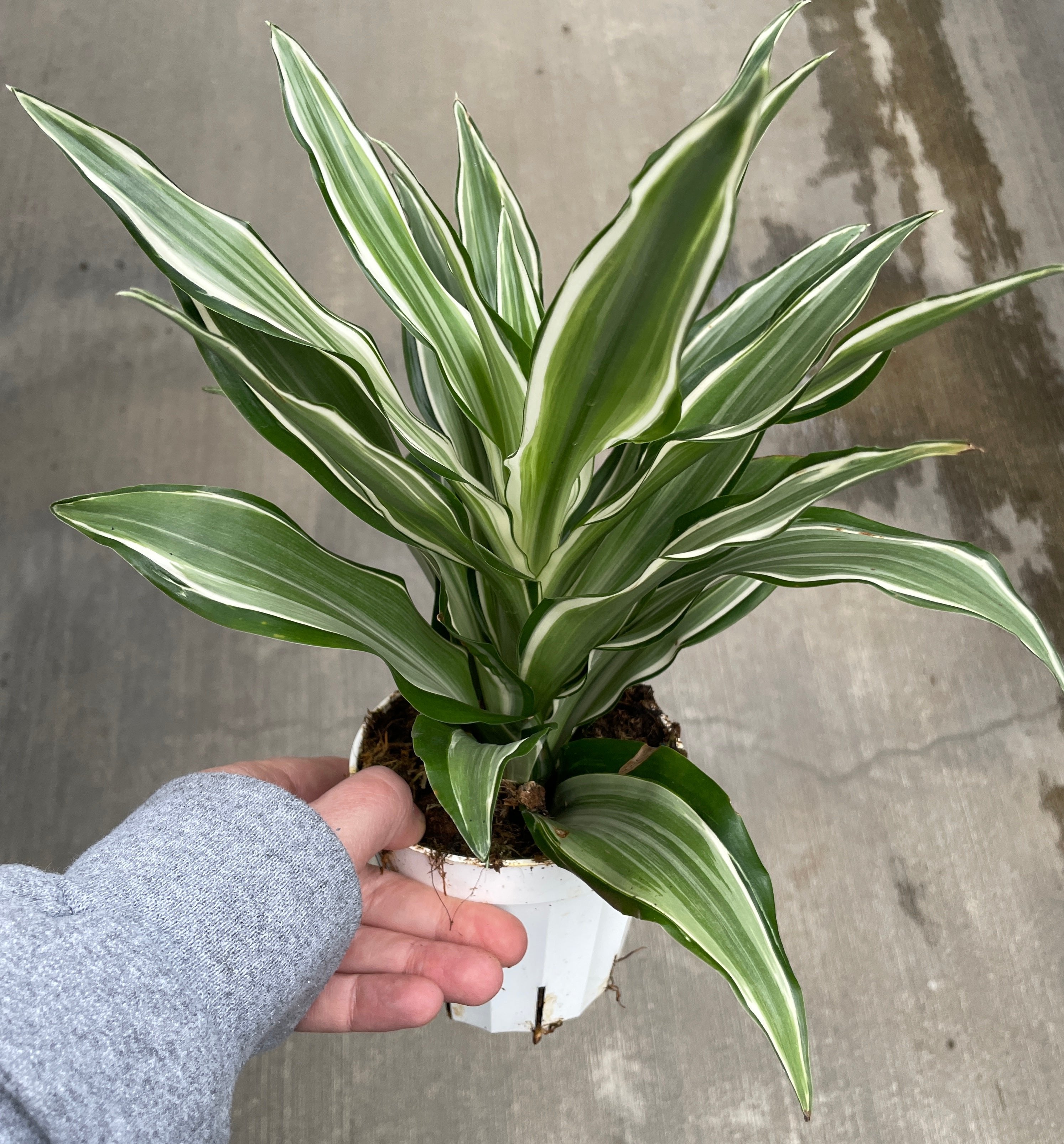 white bird dracaena Dracaena, Warneckii — Ritters Garden and Gift