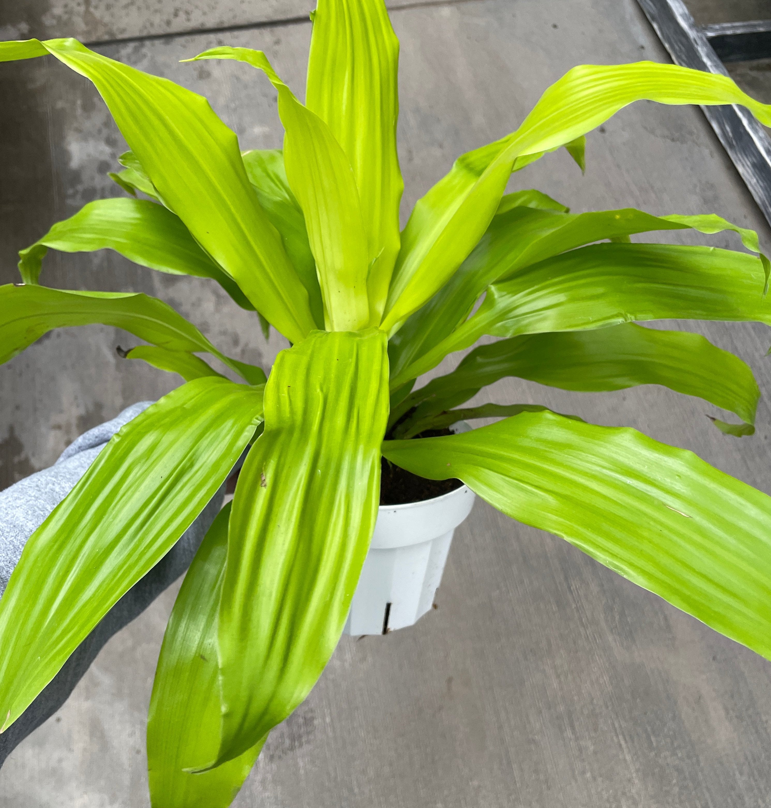dracaena limelight care Dracaena, Limelight — Ritters Garden and Gift