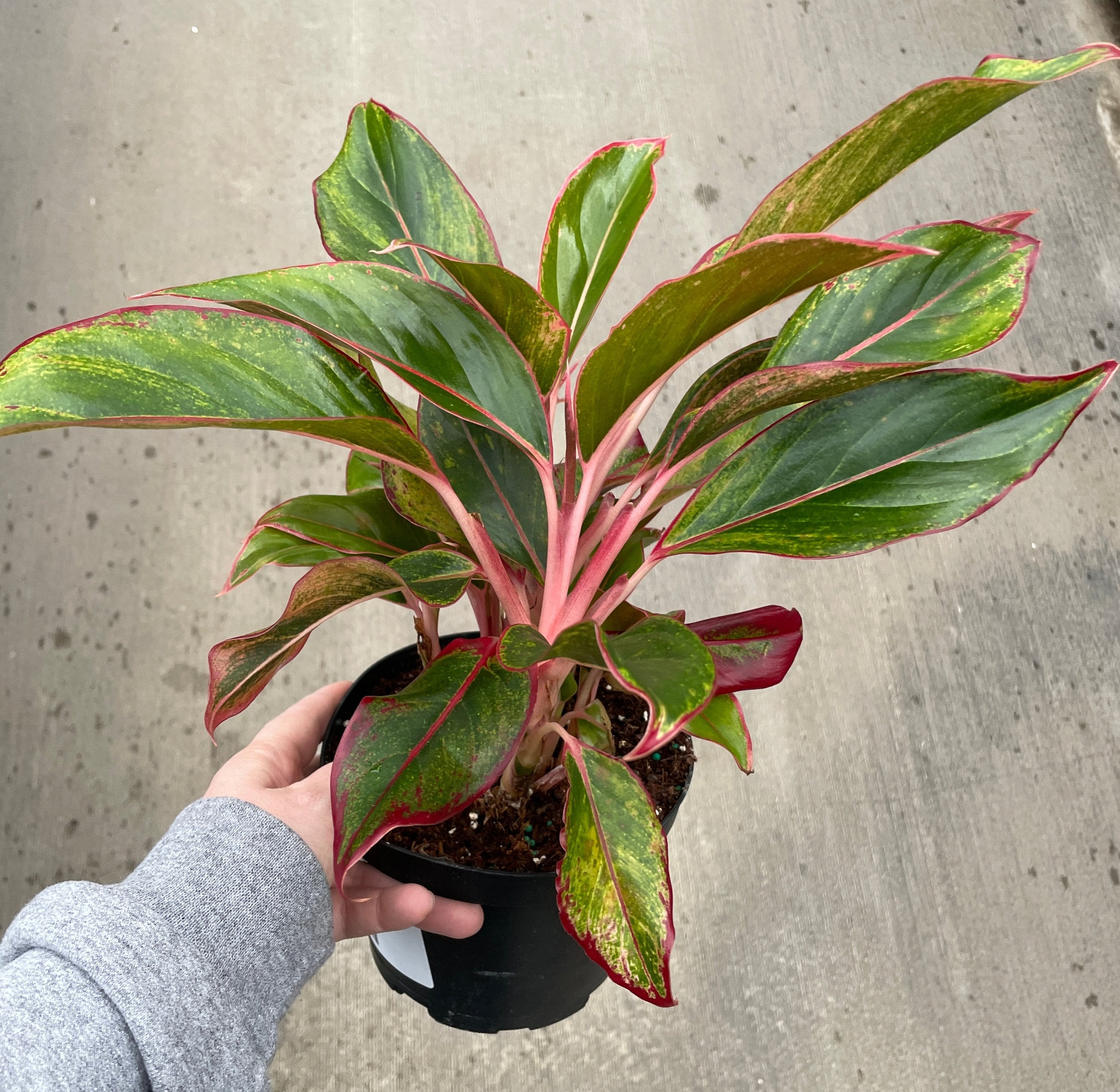 aglaonema red siam scientific name Chinese Evergreen, Siam — Ritters Garden and Gift