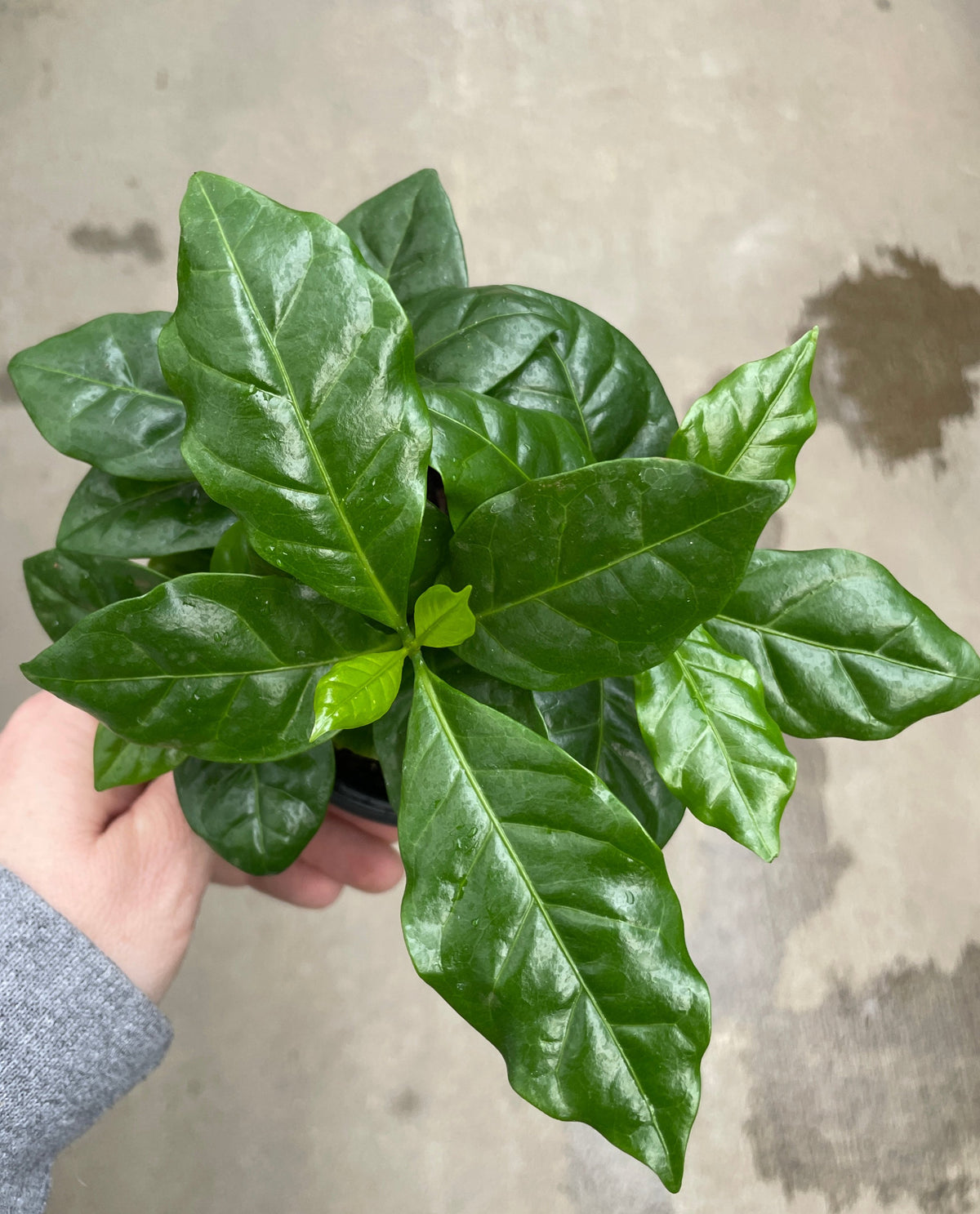 Coffee Plant — Ritters Garden and Gift