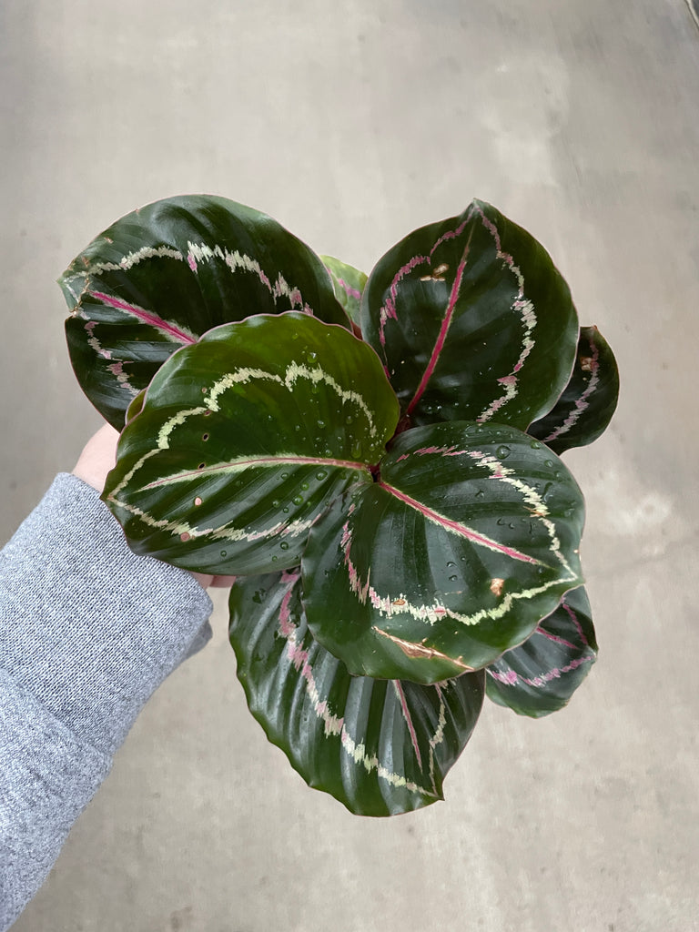 dottie rose painted prayer plant Calathea, Dottie — Ritters Garden and Gift