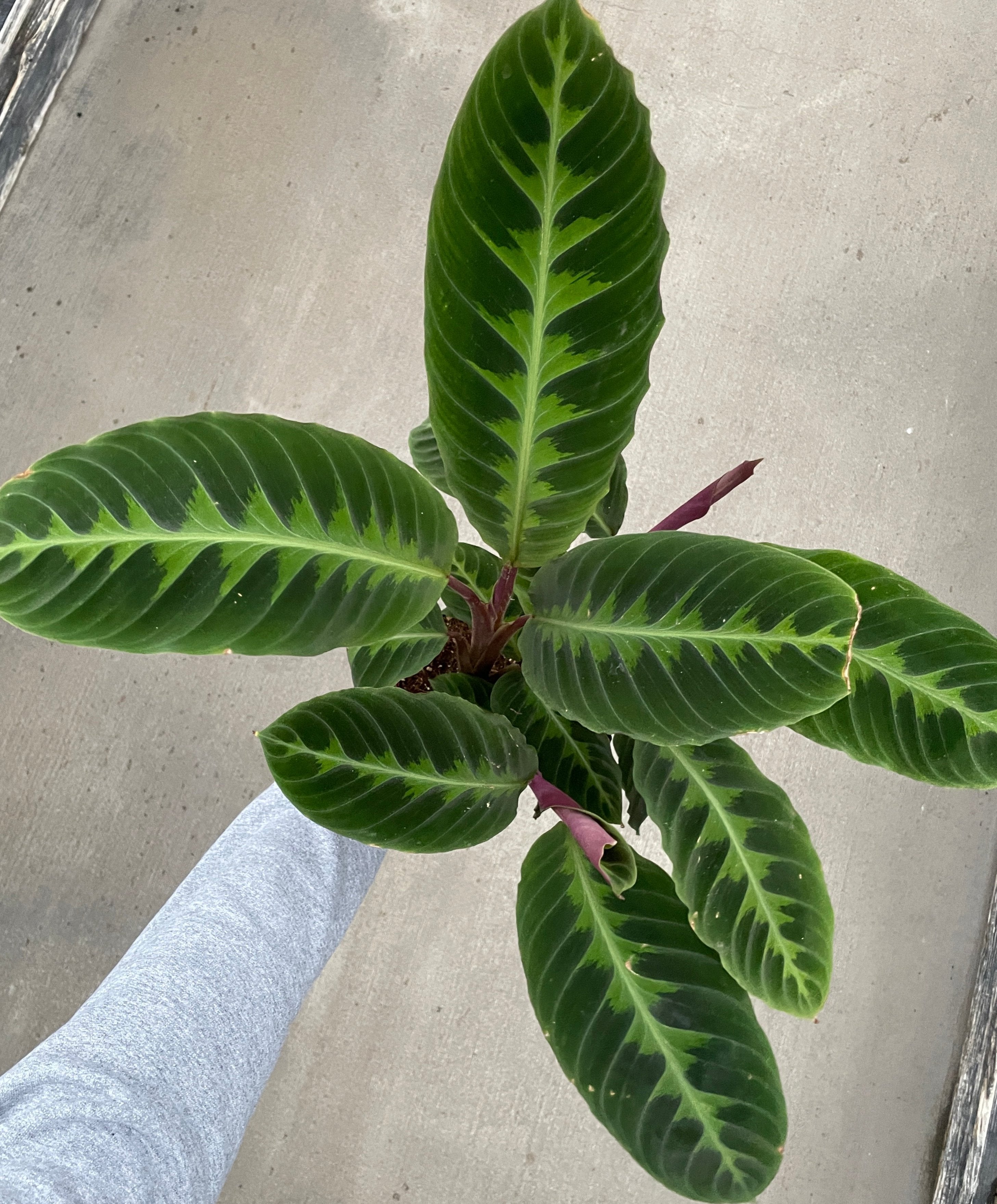 Calathea, Warscewiczii