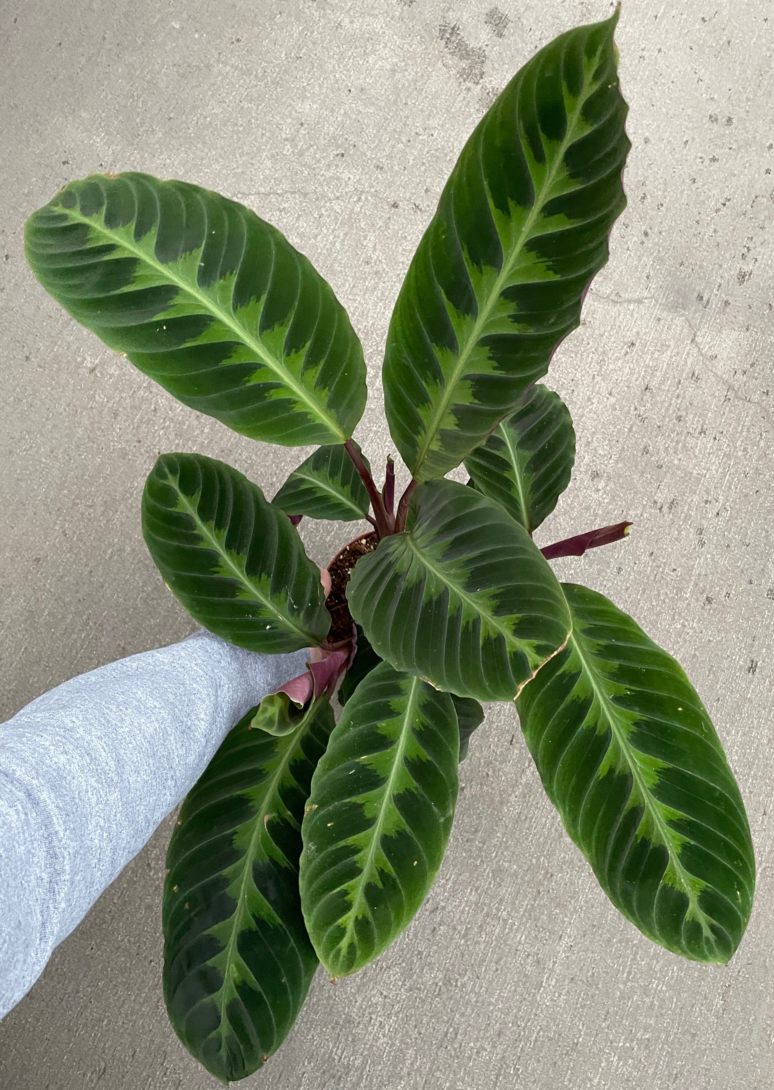 Calathea, Warscewiczii