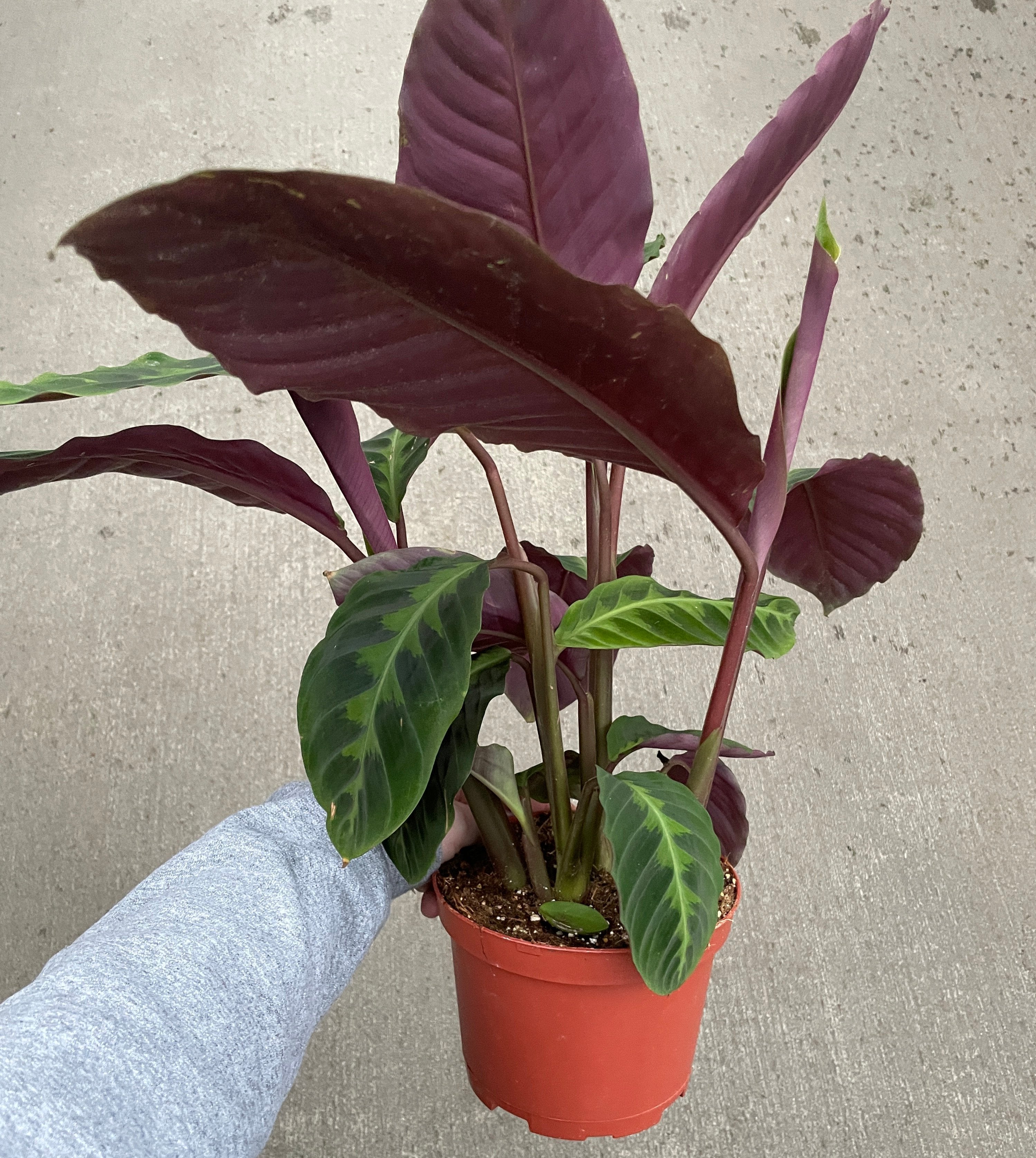 Calathea, Warscewiczii