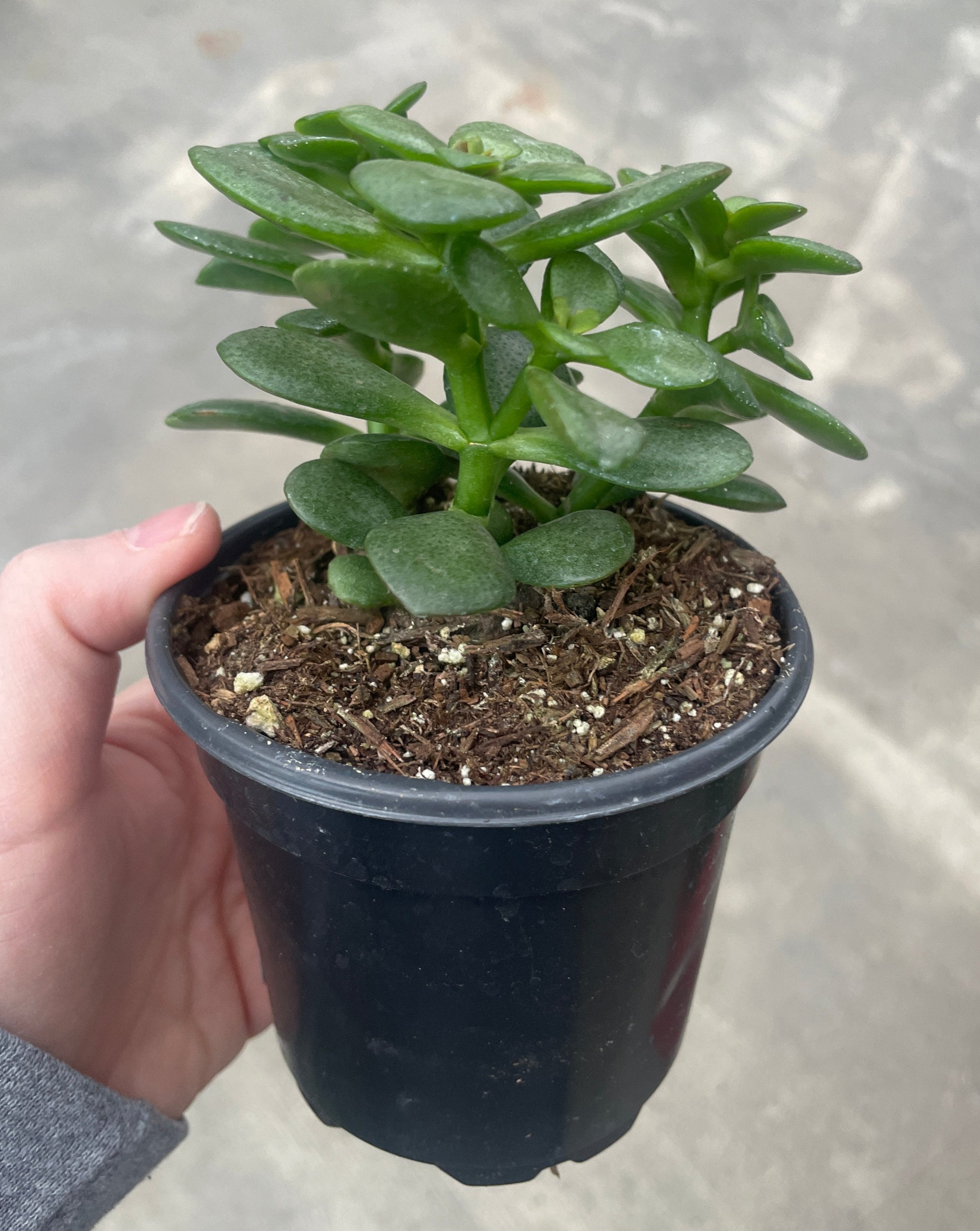 soil jade plant Jade Plant — Ritters Garden and Gift