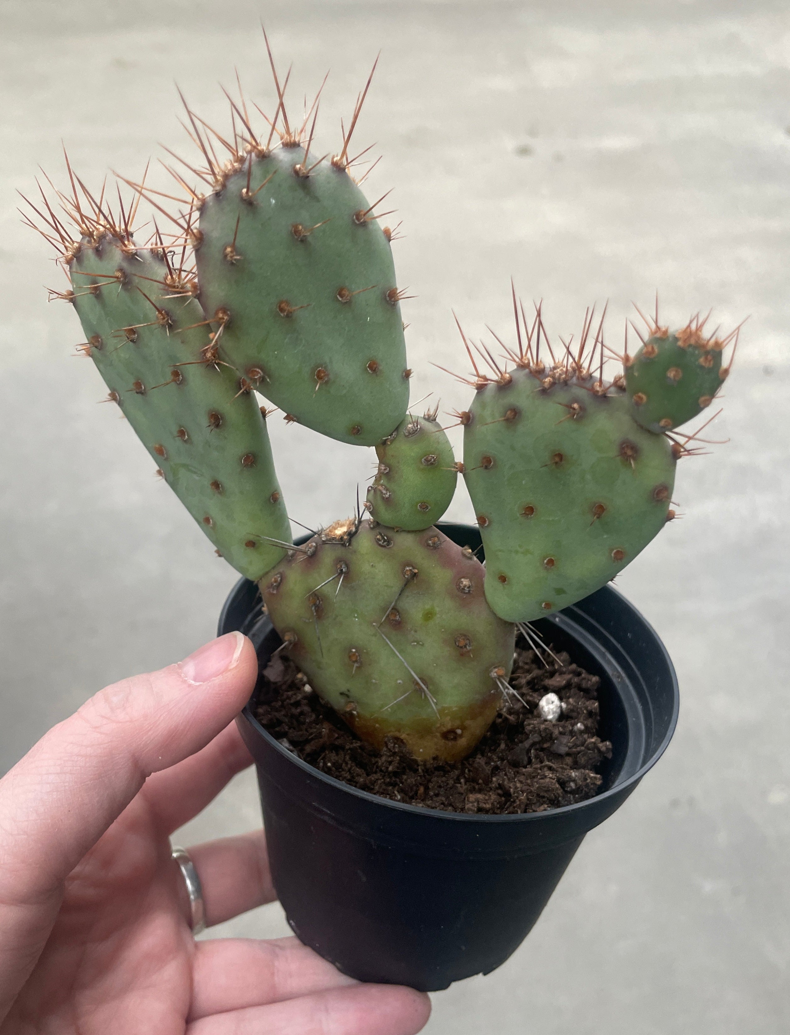 prickly pear cactus pups Prickly Pear "Baby Rita"