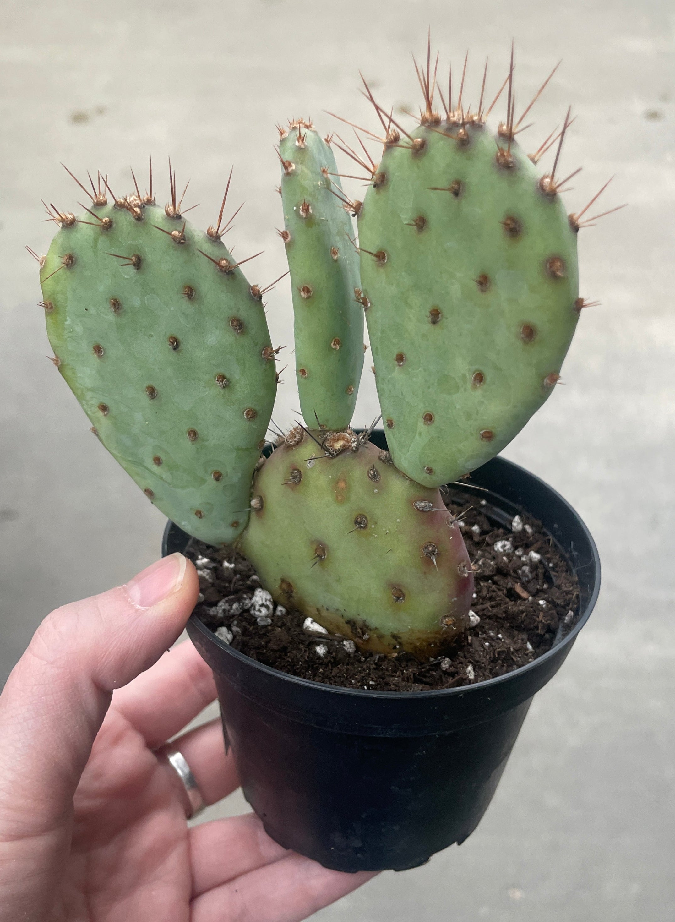 prickly pear cactus home depot Prickly Pear "Baby Rita"