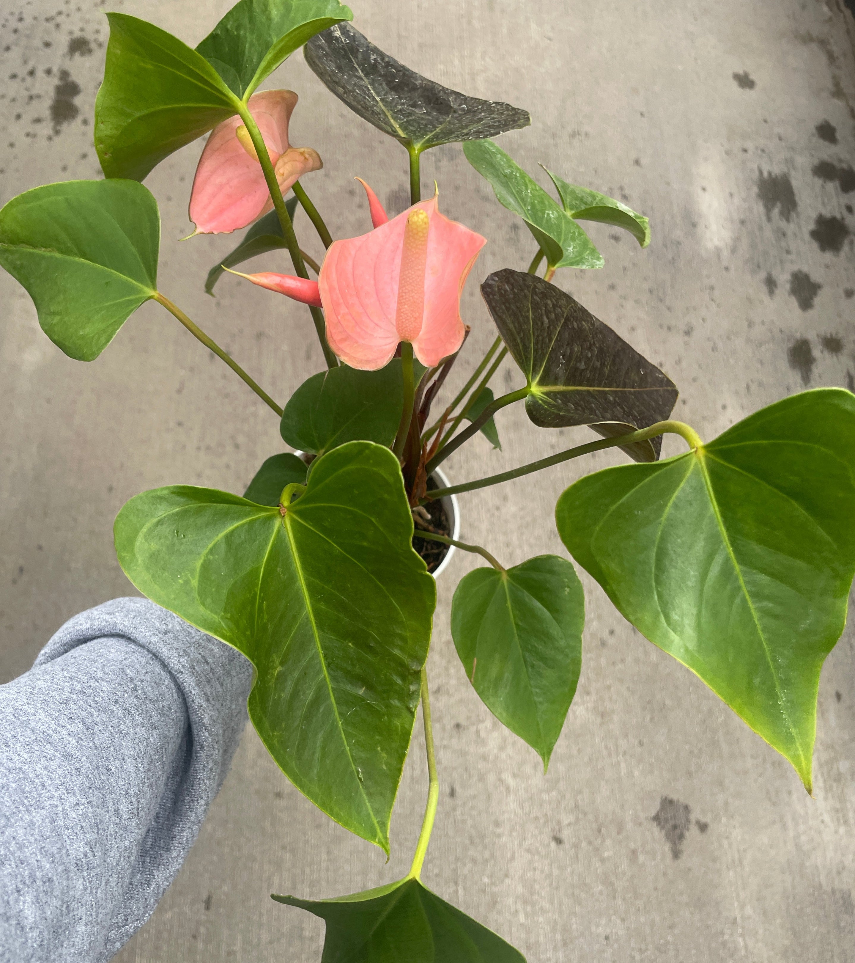 anthurium andreanum plant Anthurium, Andreanum