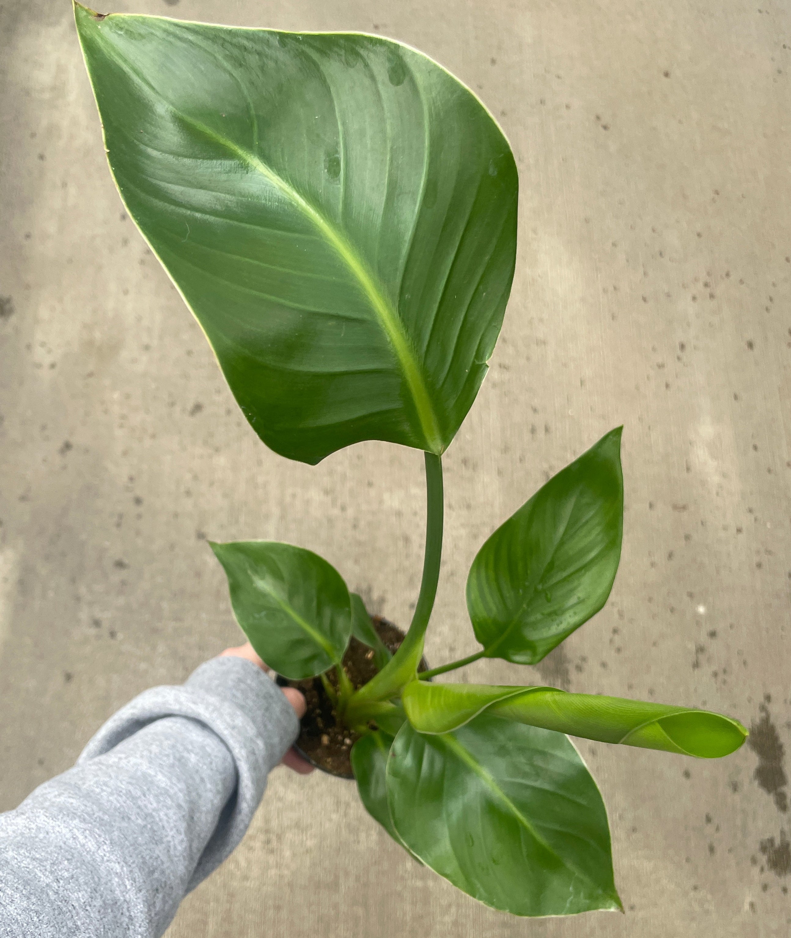 philodendron bird of paradise Bird of Paradise