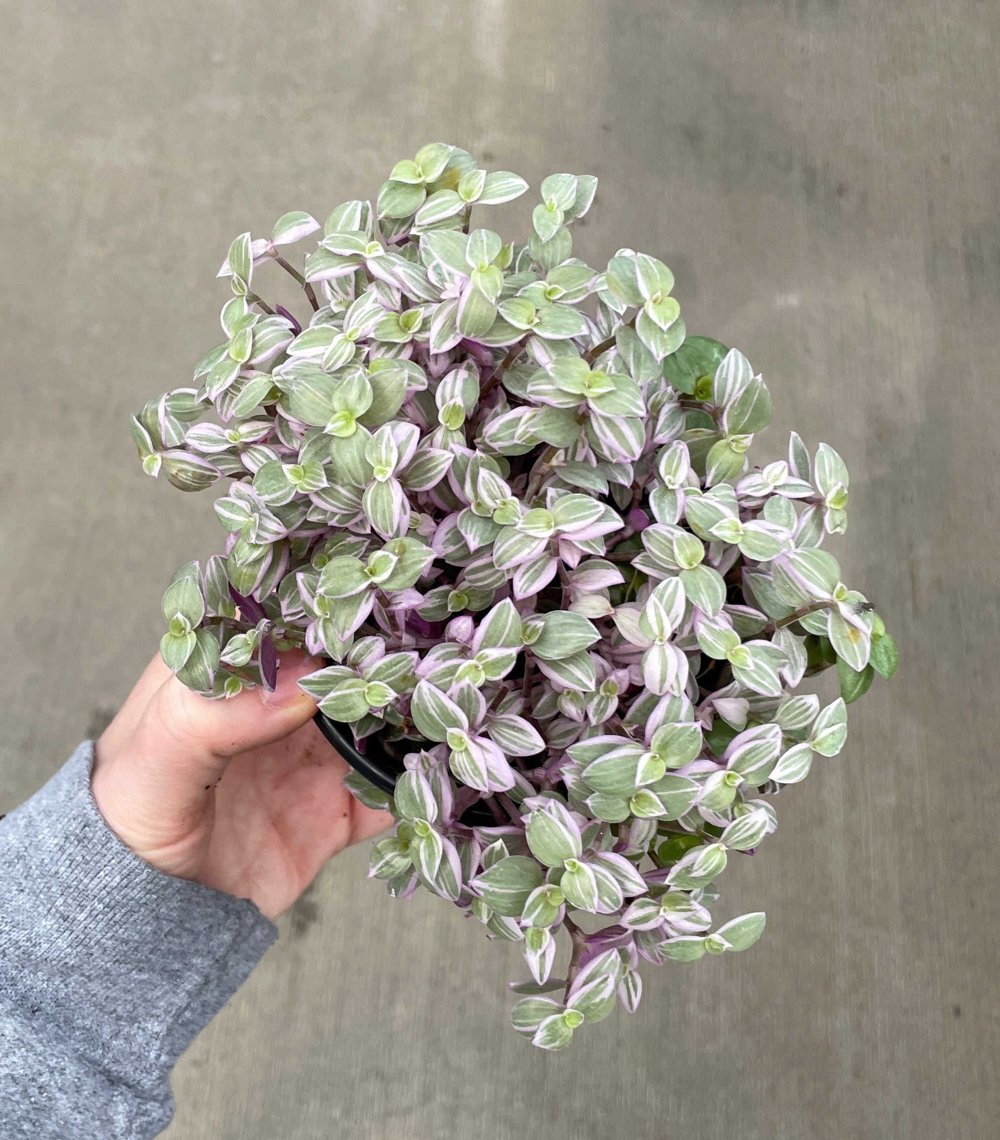 Callisia, Pink Panther