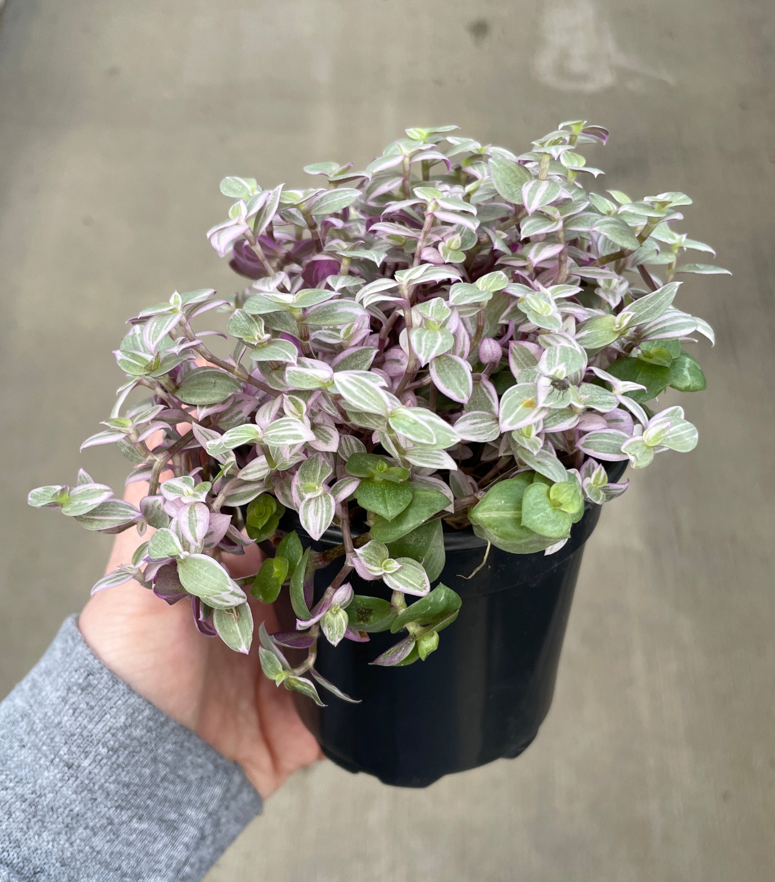 Callisia, Pink Panther