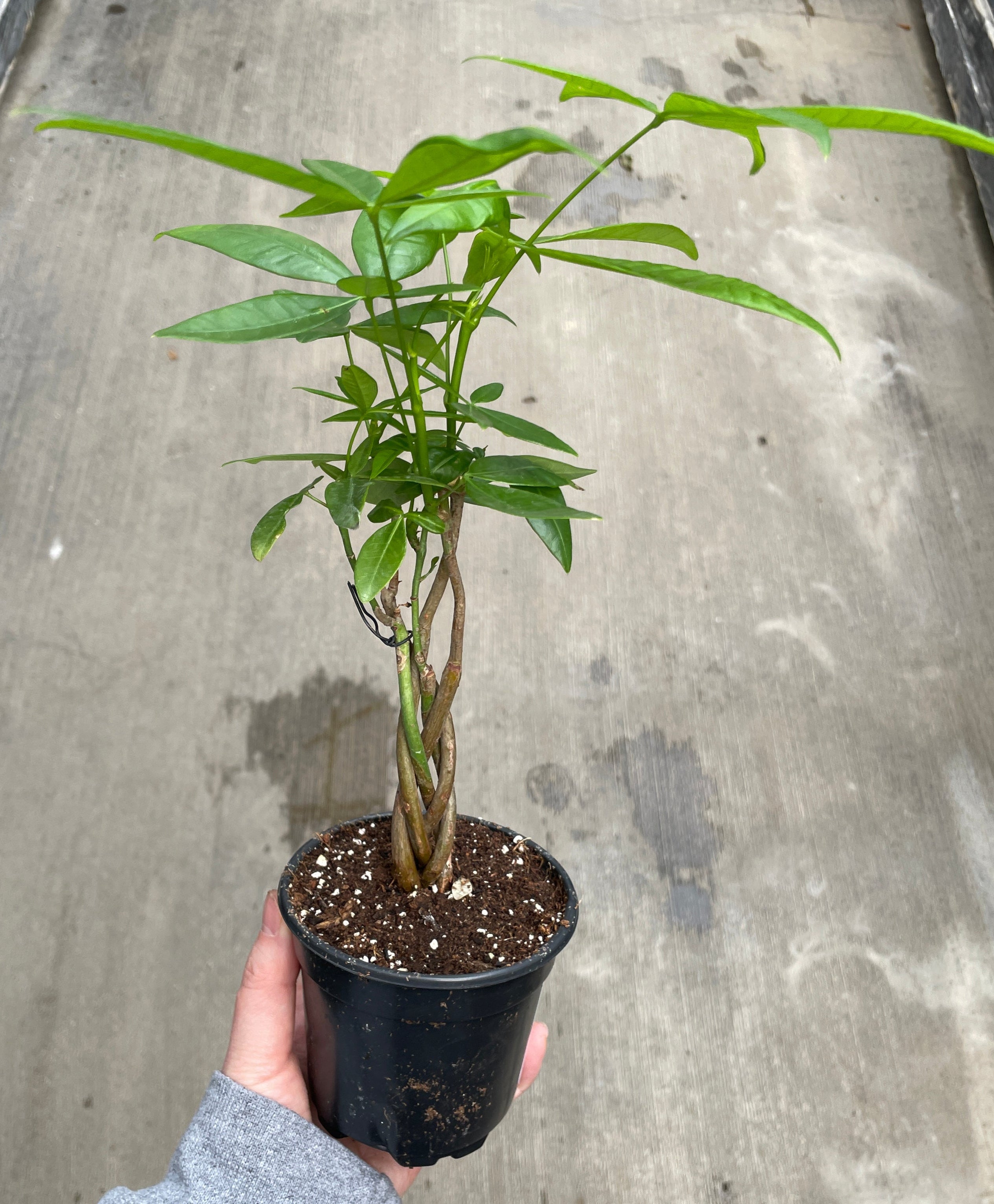 money tree port orchard Money Tree
