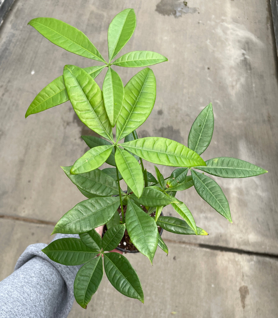 money tree reggae Money Tree — Ritters Garden and Gift