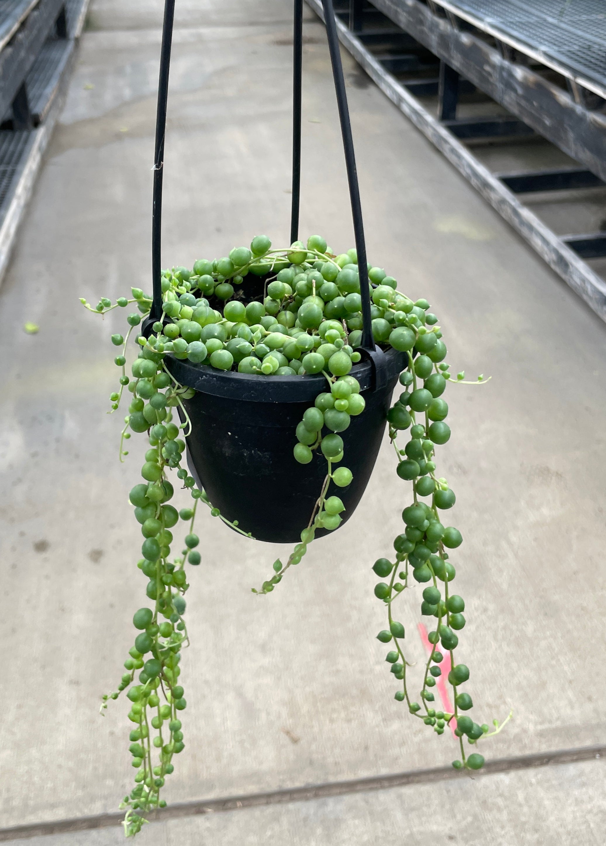 String of Pearls