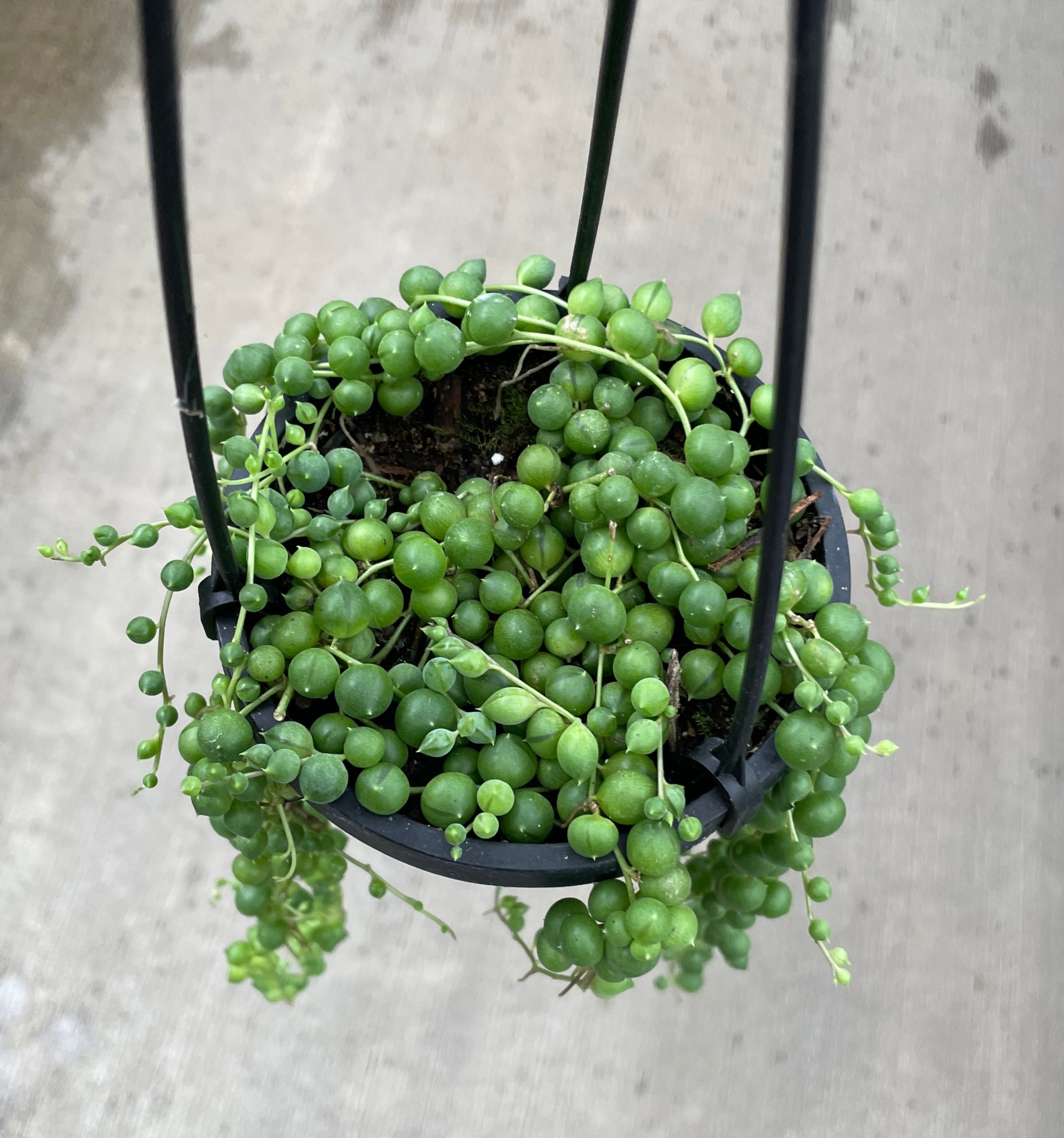 String of Pearls