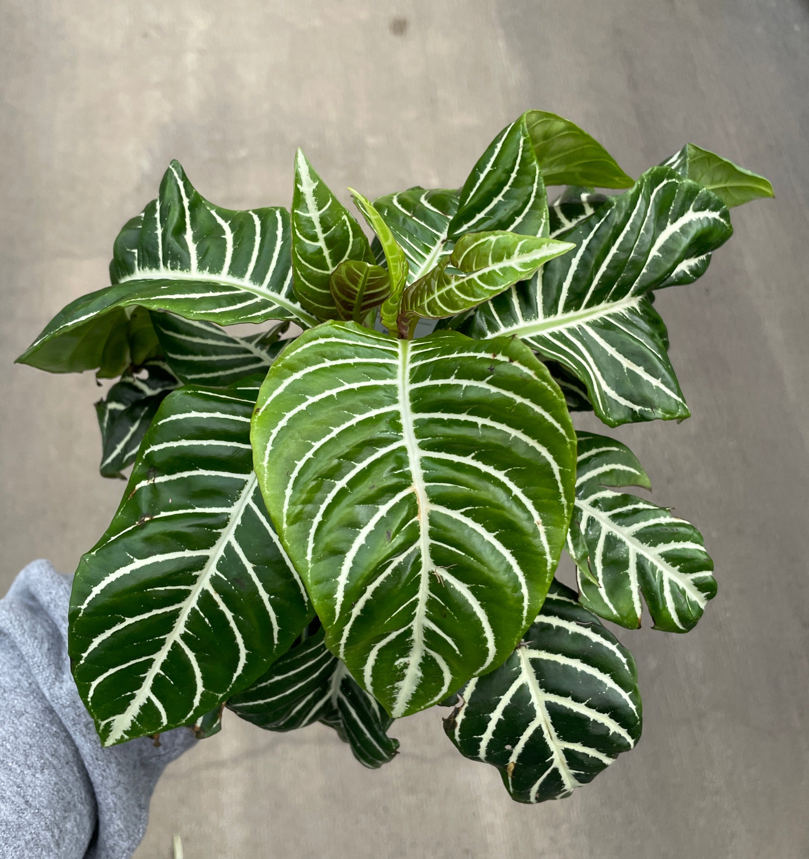 Zebra Plant
