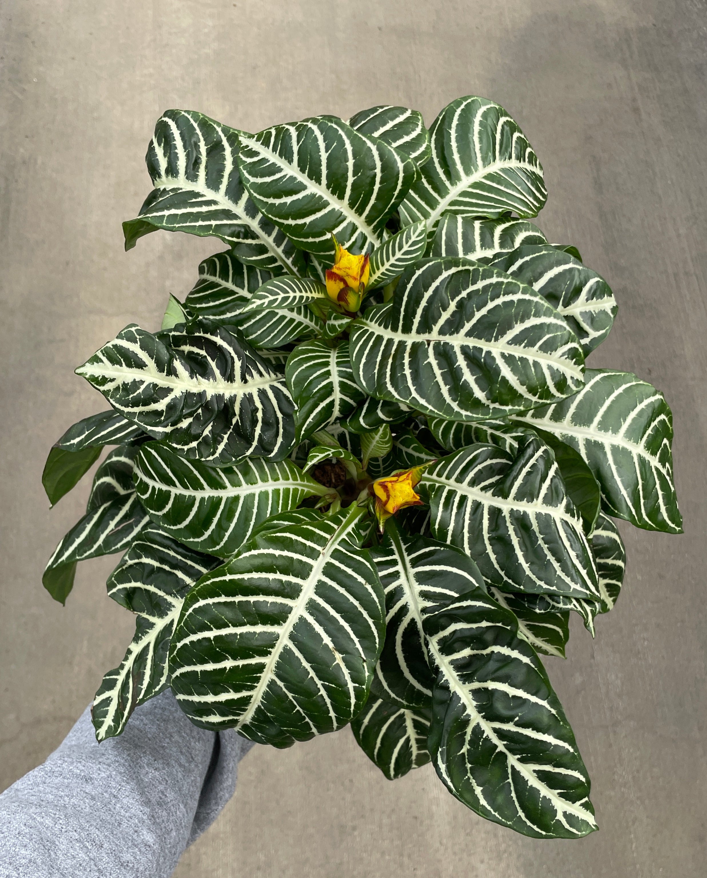 Zebra Plant