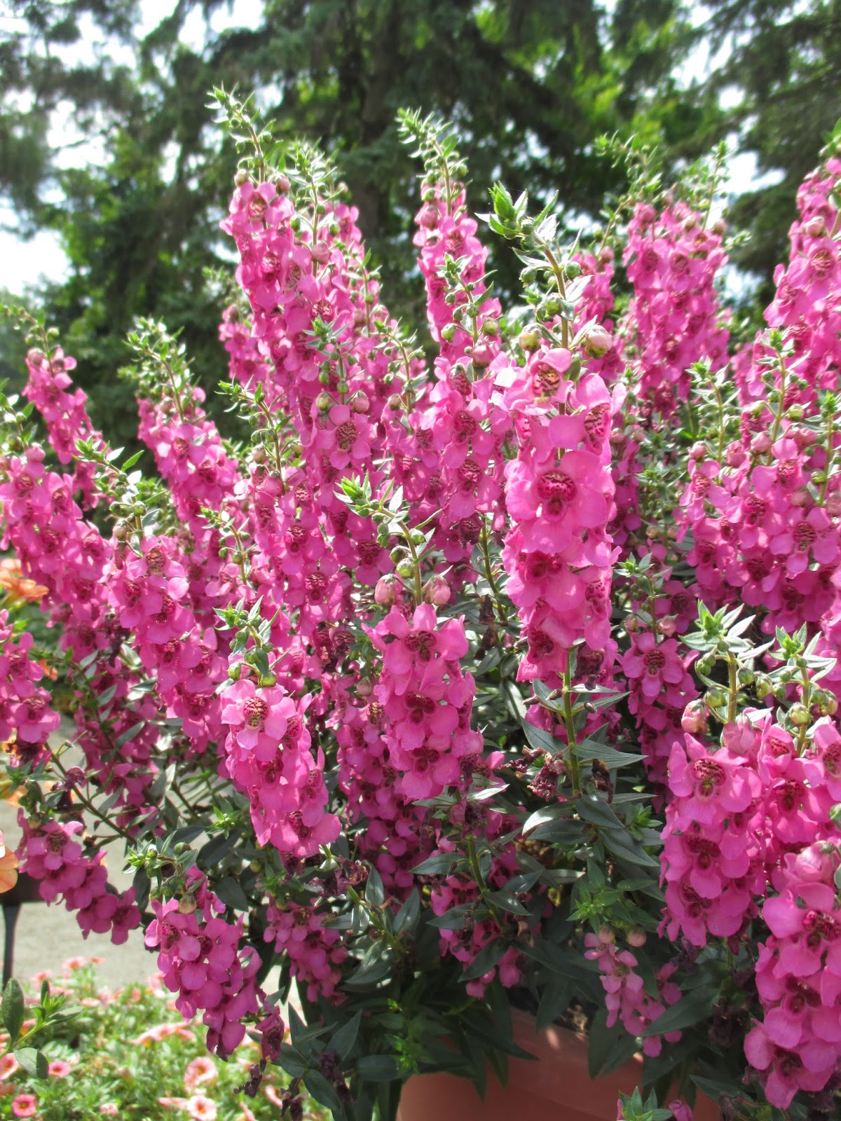 Angelonia Alonia