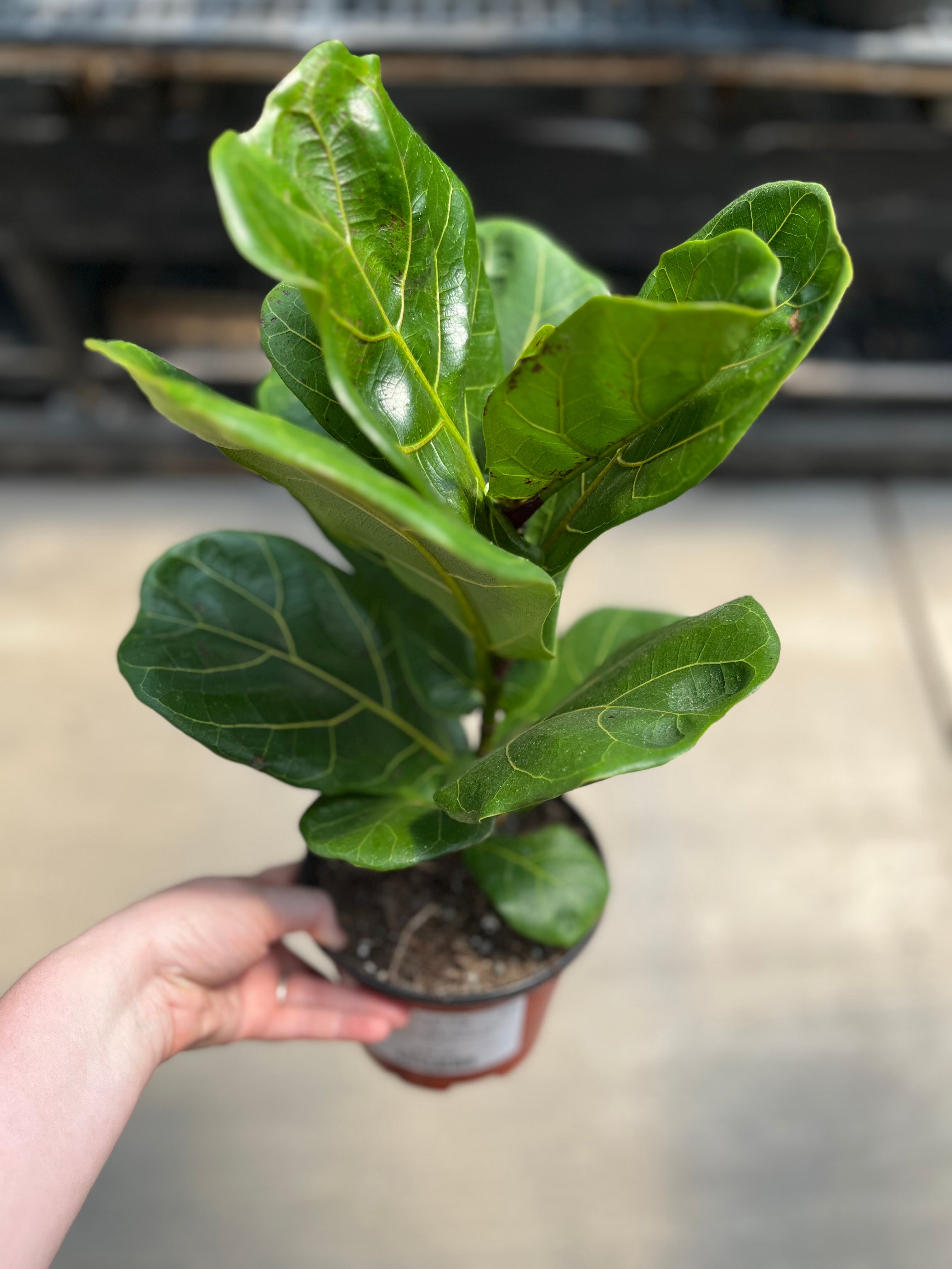 Ficus, Fiddle Leaf