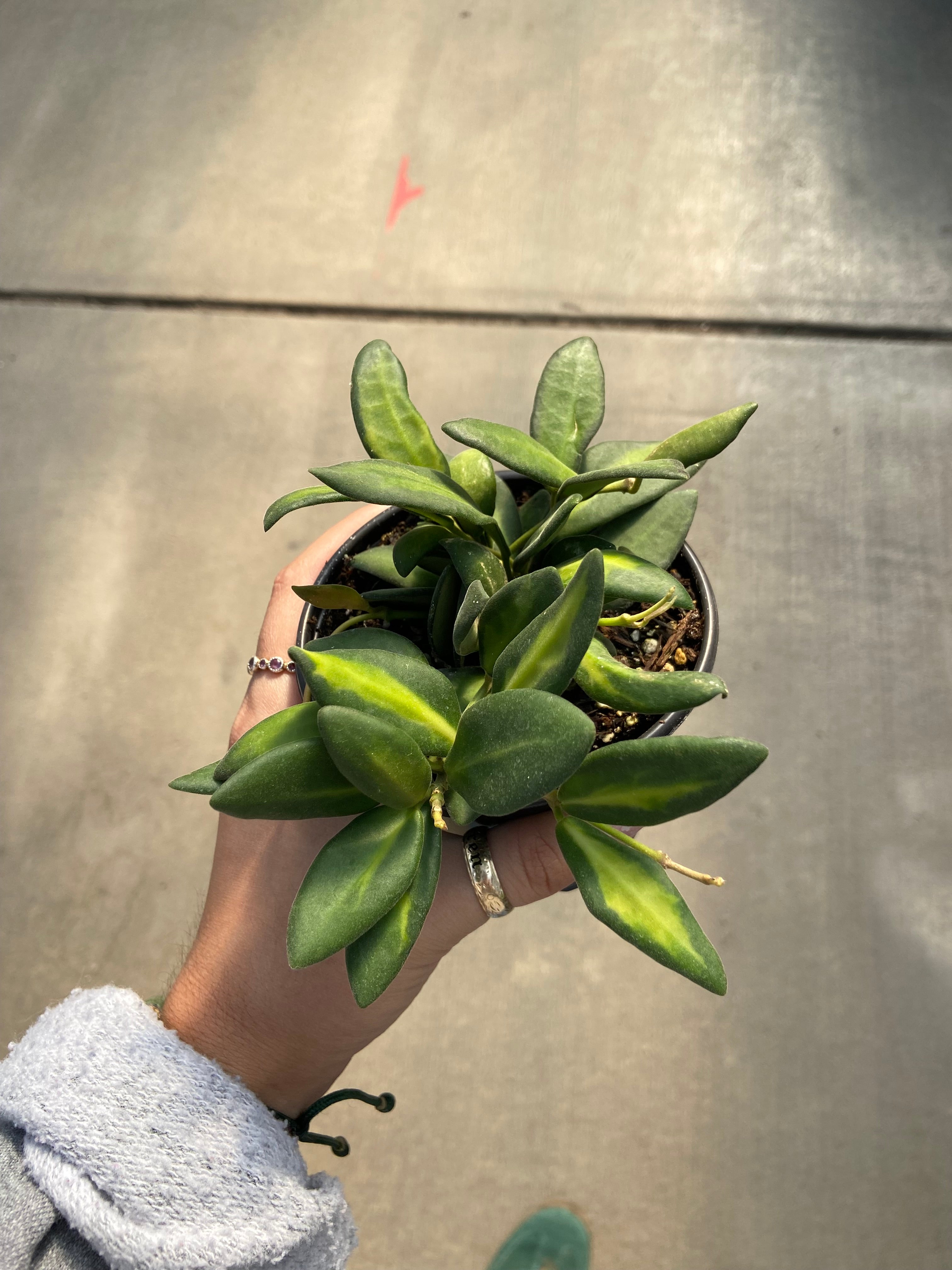 Hoya, DS-70 Variegated