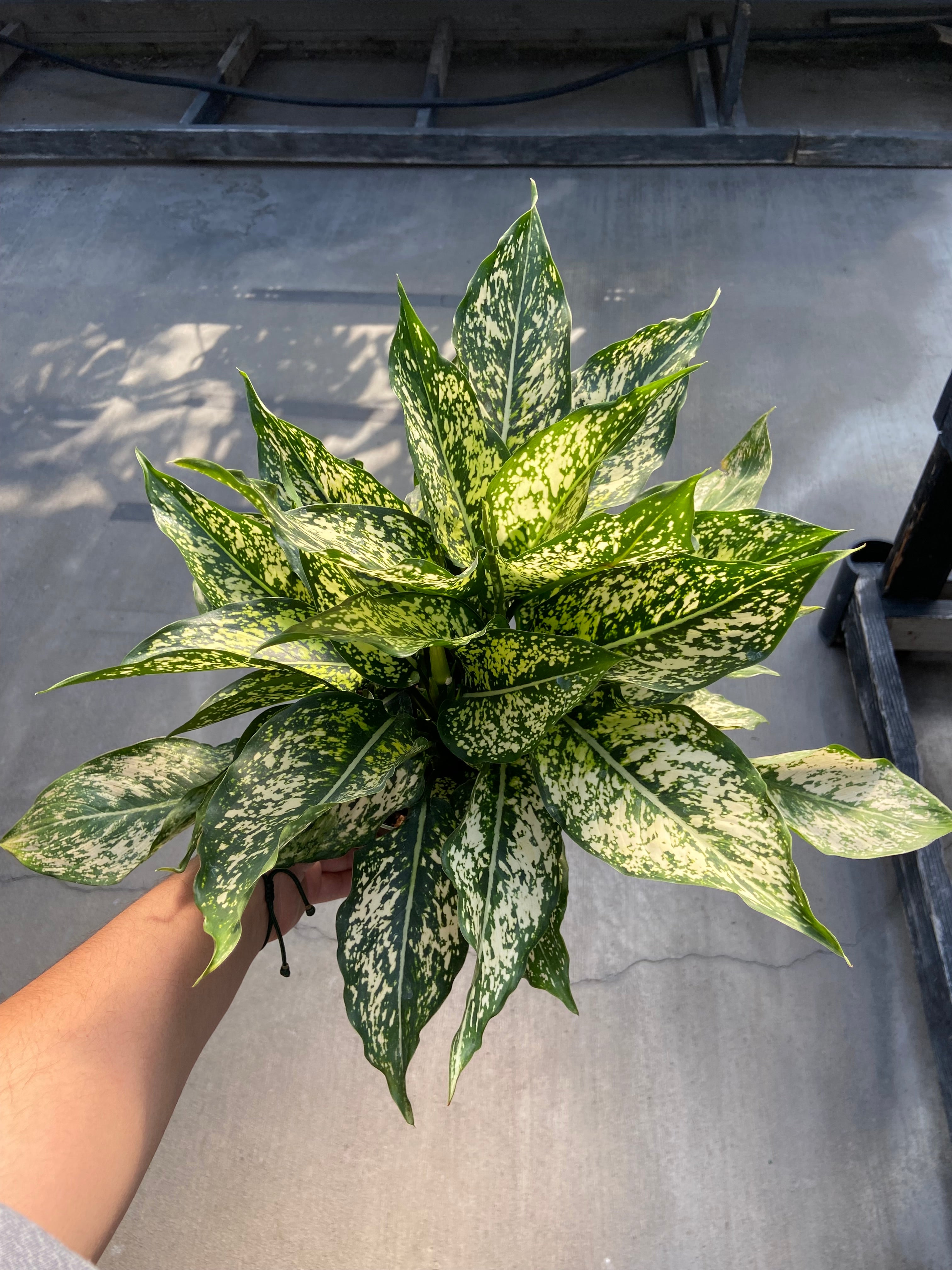 Chinese Evergreen, Spring Snow