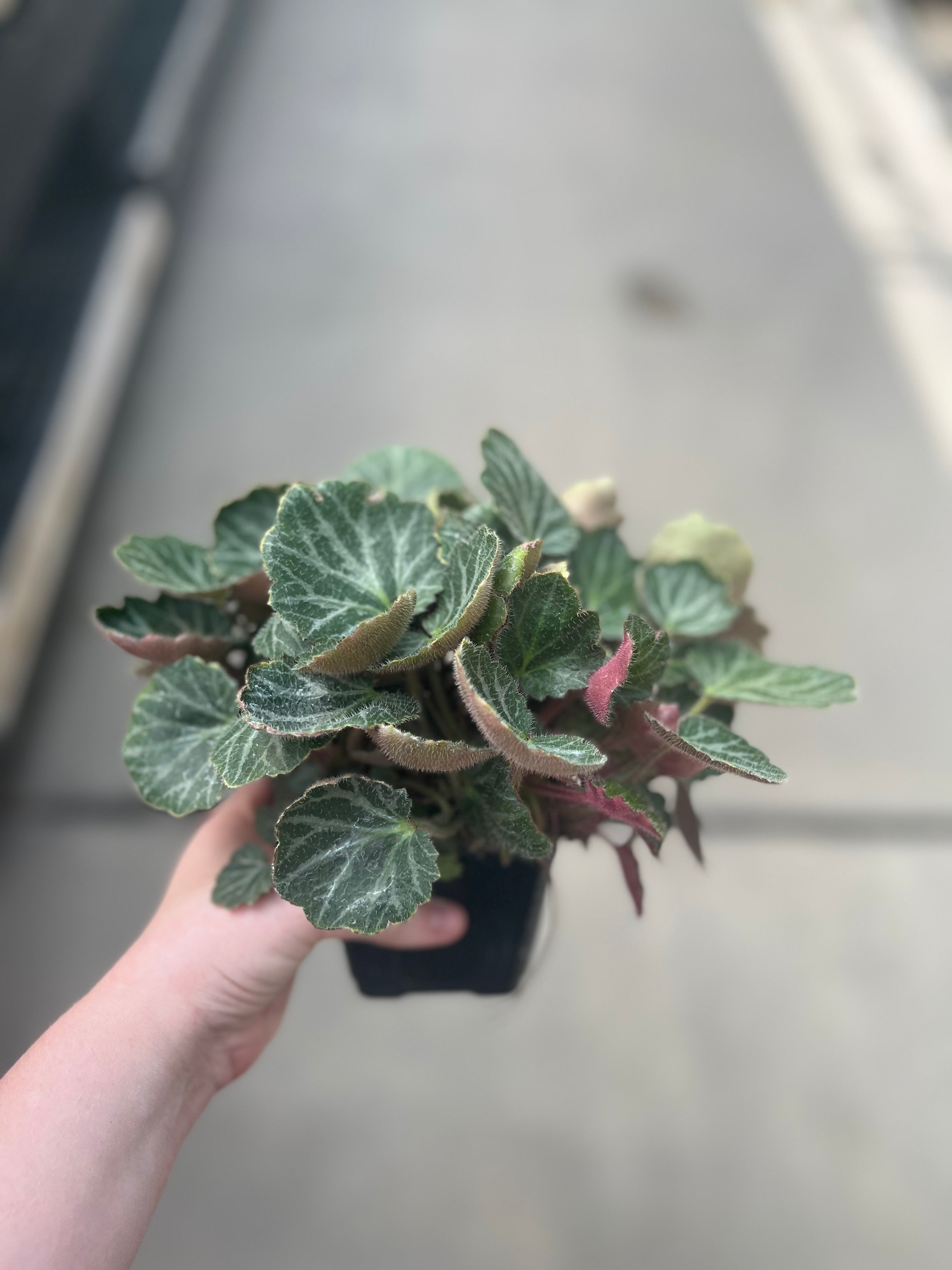 Begonia, Strawberry