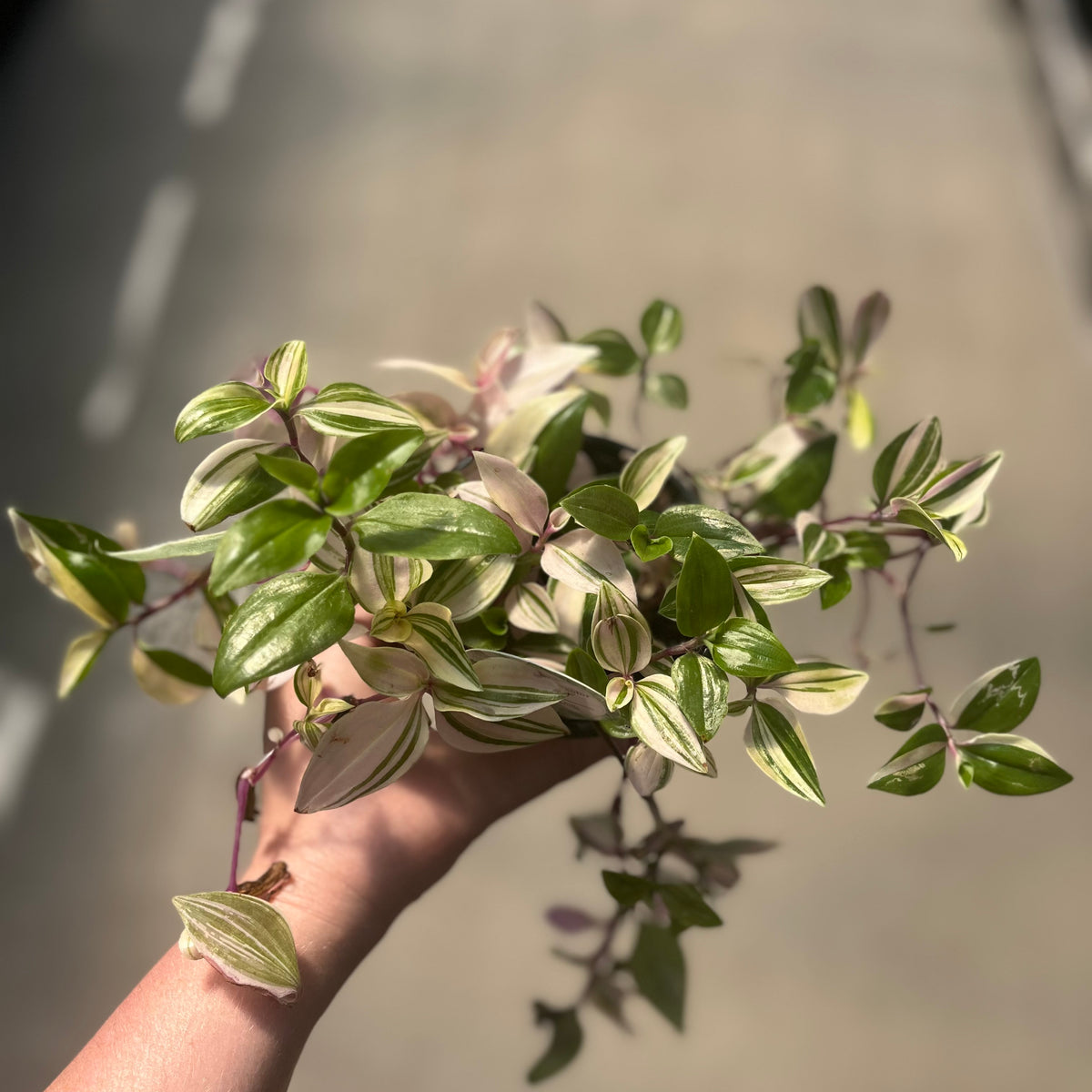 Wandering Jude, Pink Princess — Ritters Garden and Gift