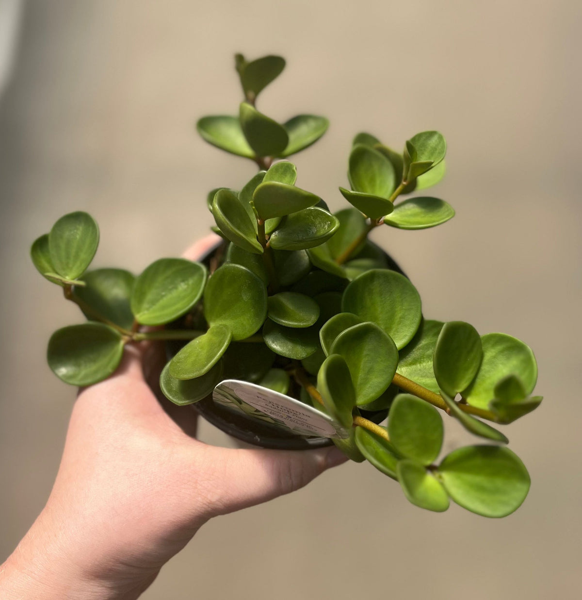 Peperomia, Hope — Ritters Garden and Gift