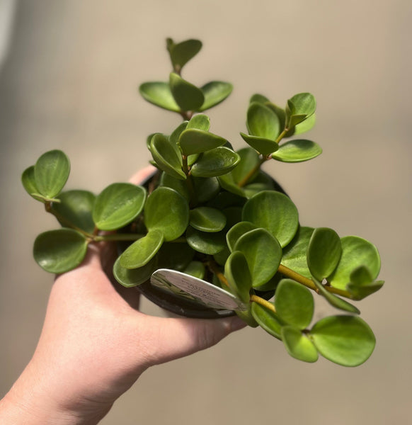 hope succulent Peperomia, Hope — Ritters Garden and Gift