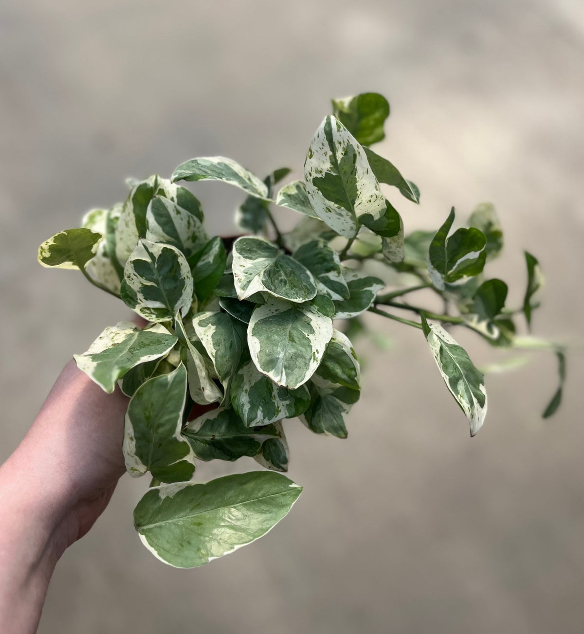 pothos n'joy scientific name Pothos, N'Joy — Ritters Garden and Gift