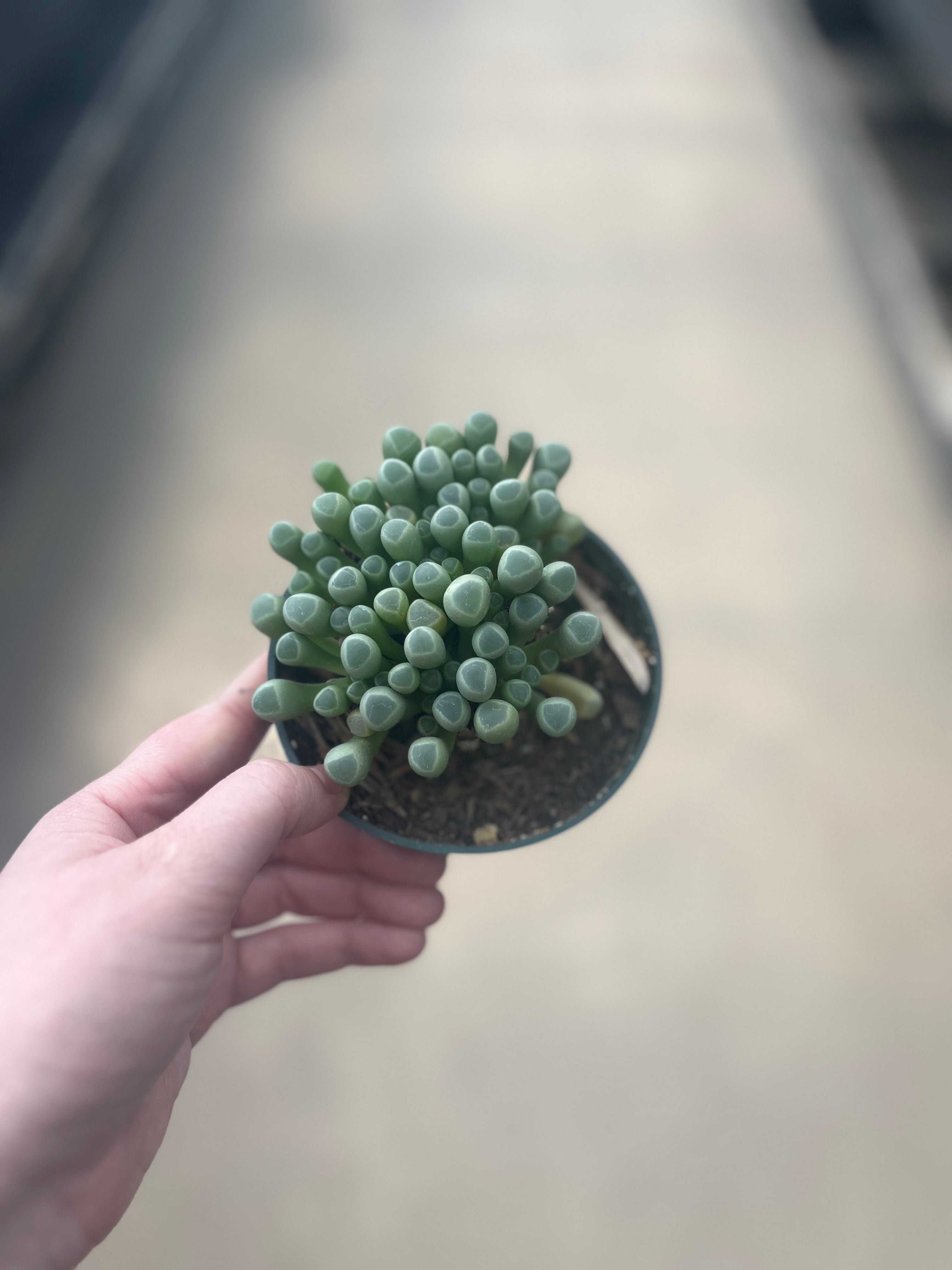 Succulent, Baby Toes
