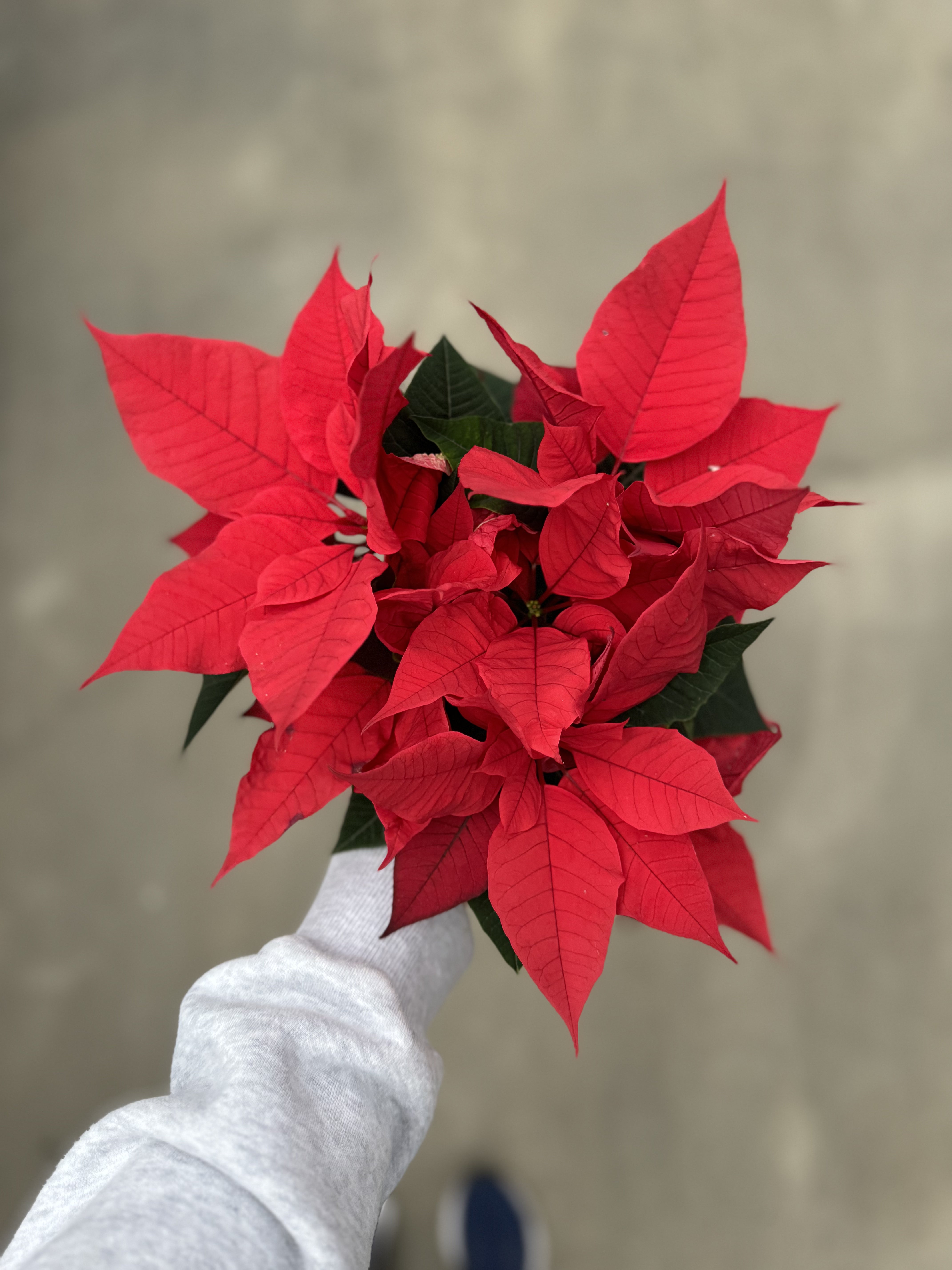Poinsettia