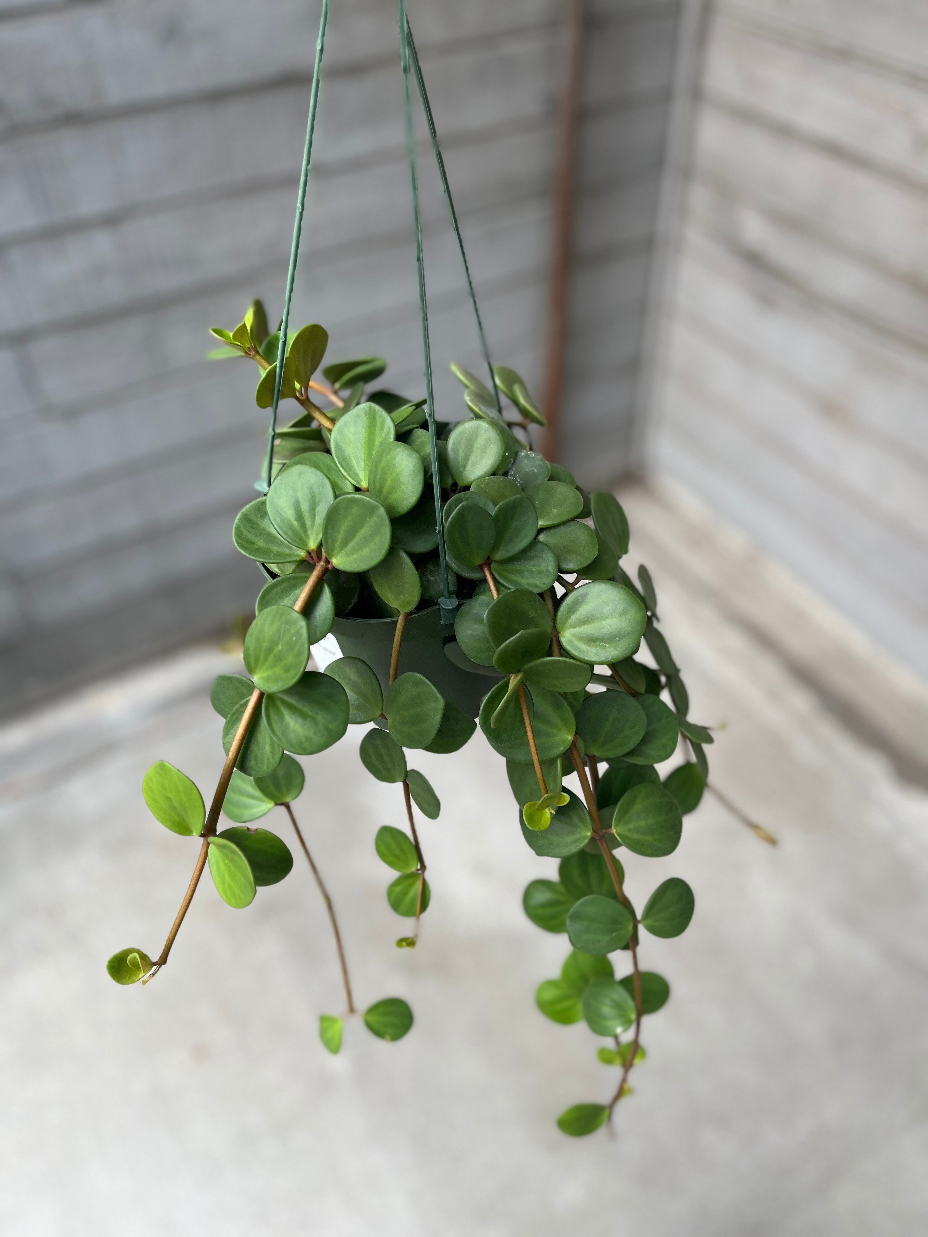 Peperomia, Hope — Ritters Garden and Gift