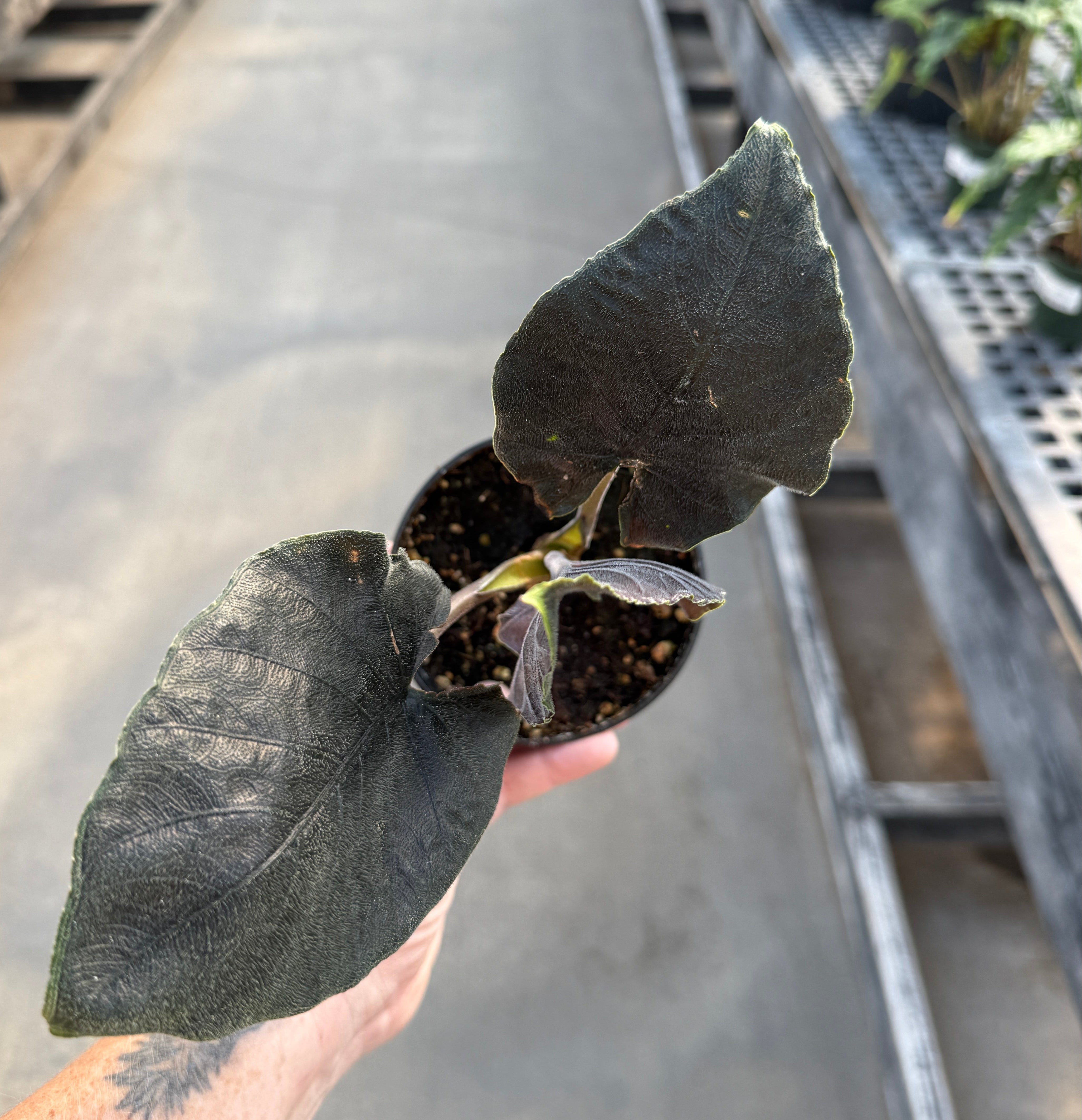 Alocasia, Antoro Velvet