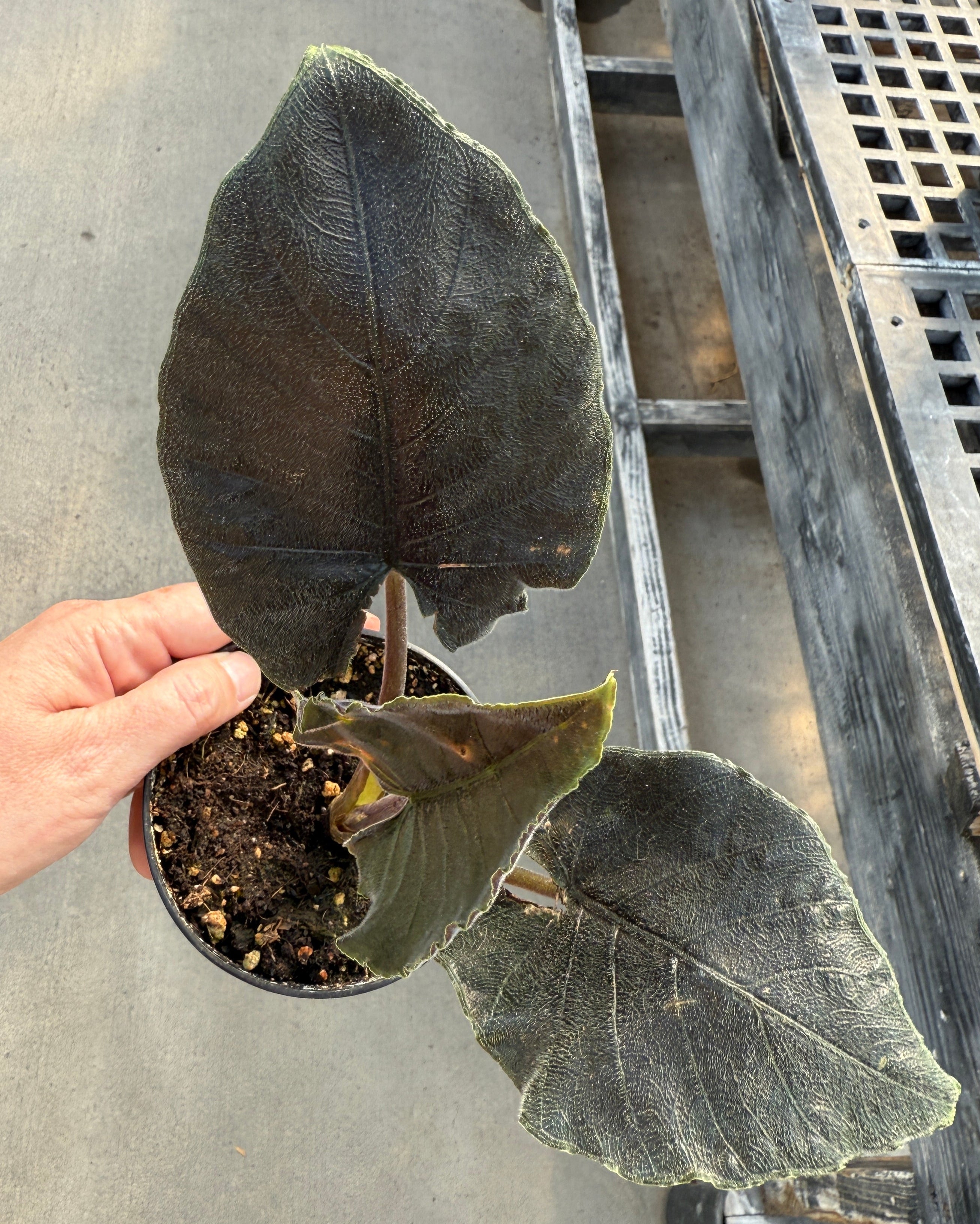 Alocasia, Antoro Velvet