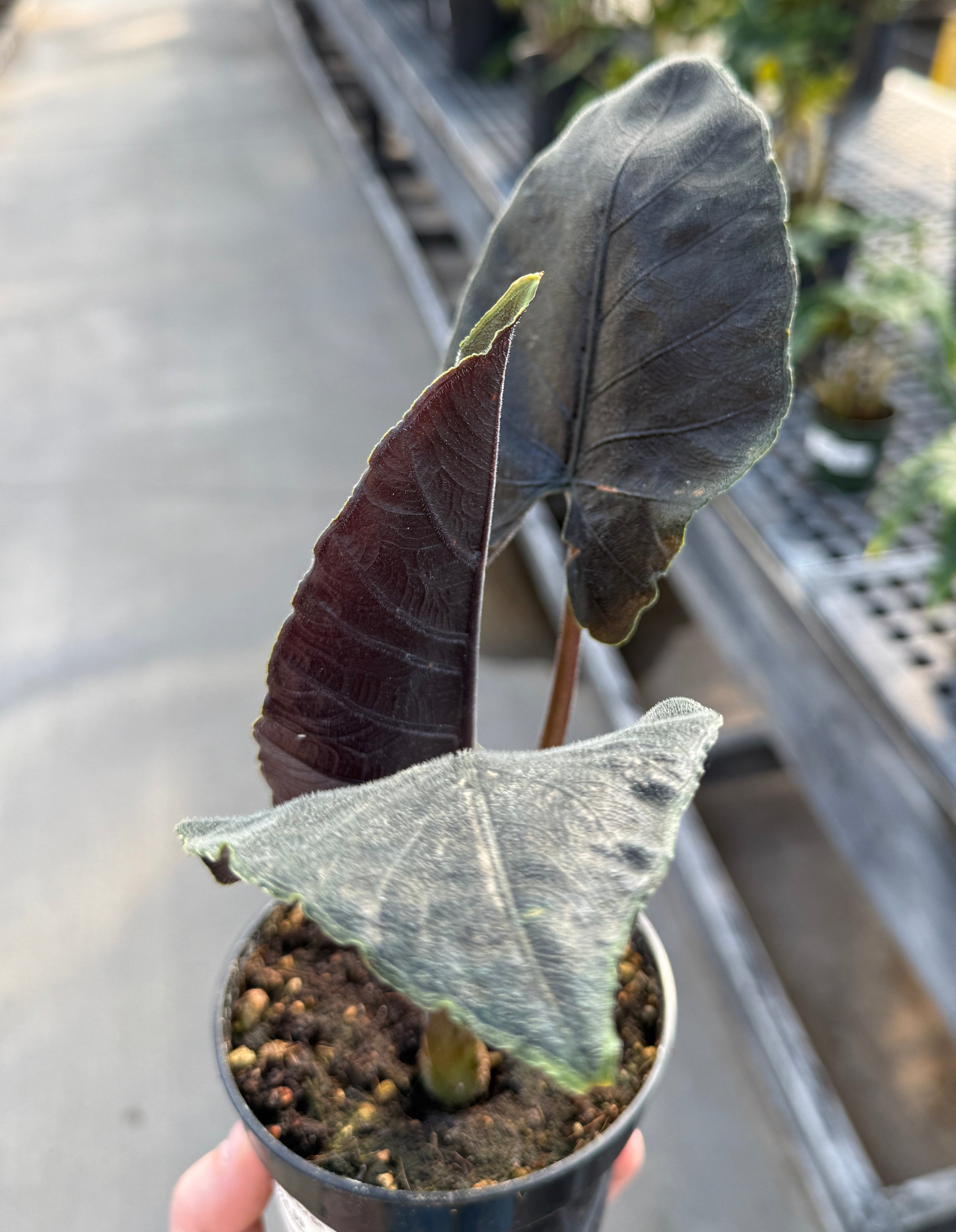 Alocasia, Antoro Velvet