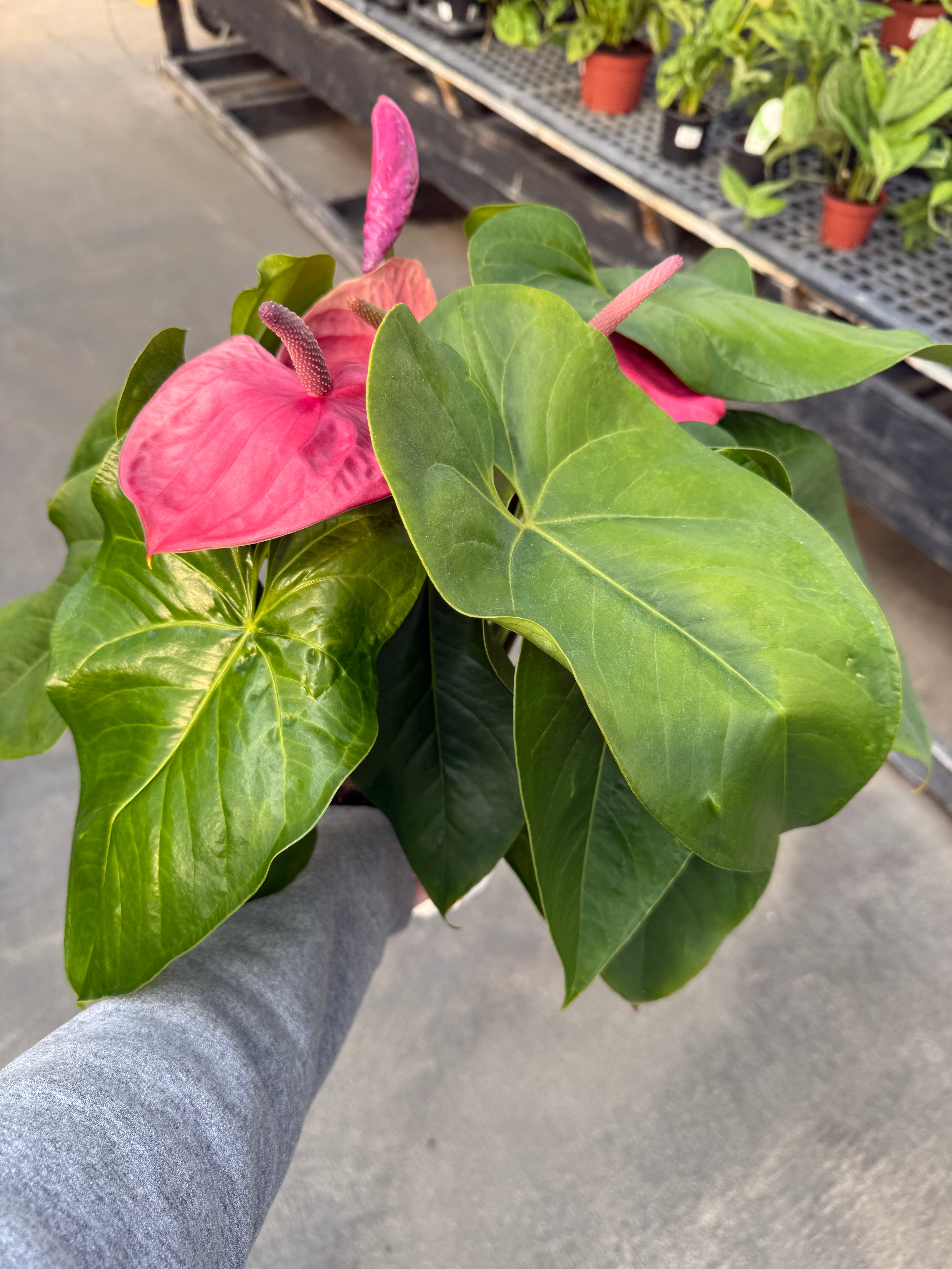 anthurium auritum Anthurium, Andreanum