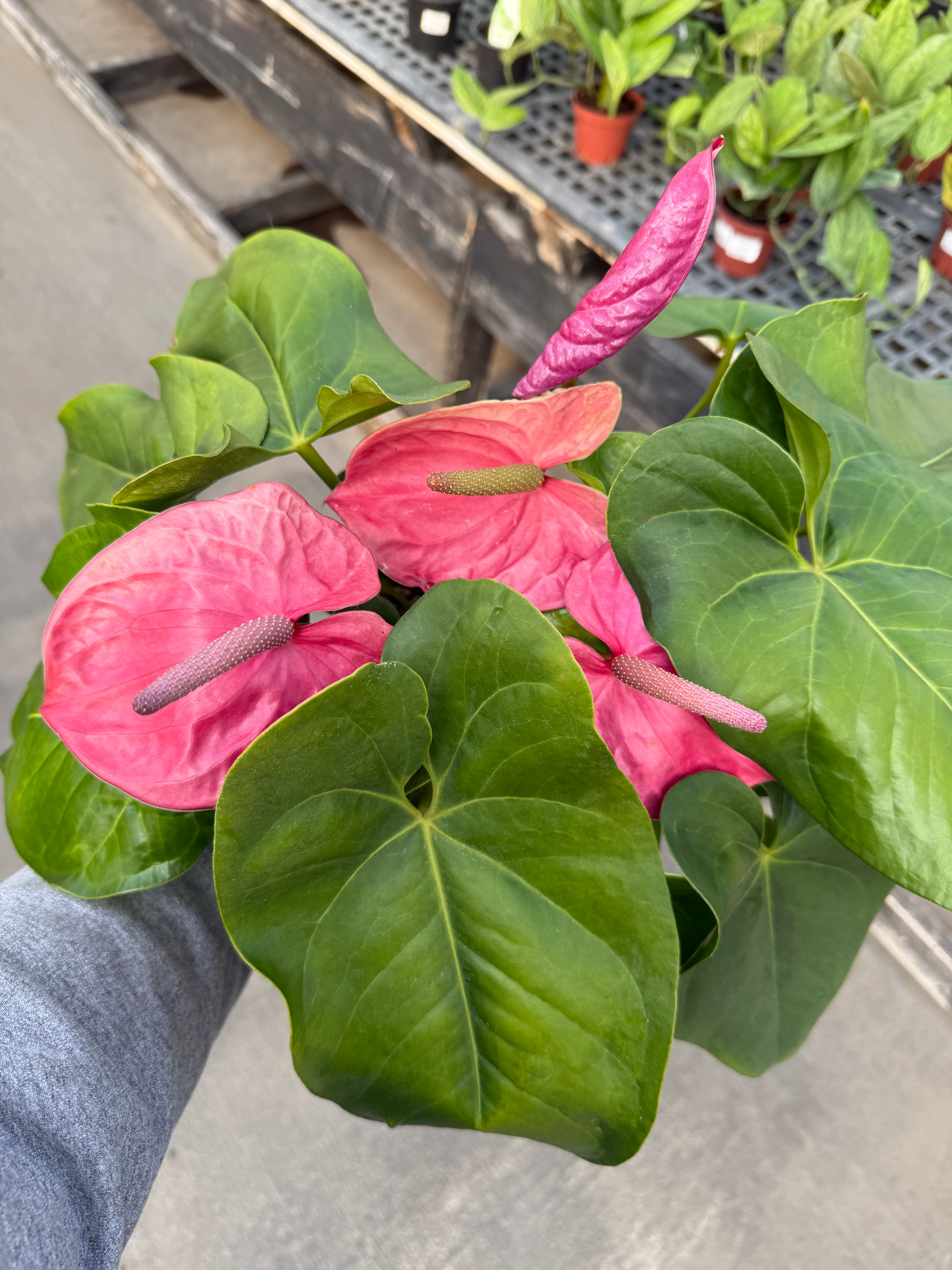 Anthurium, Andreanum