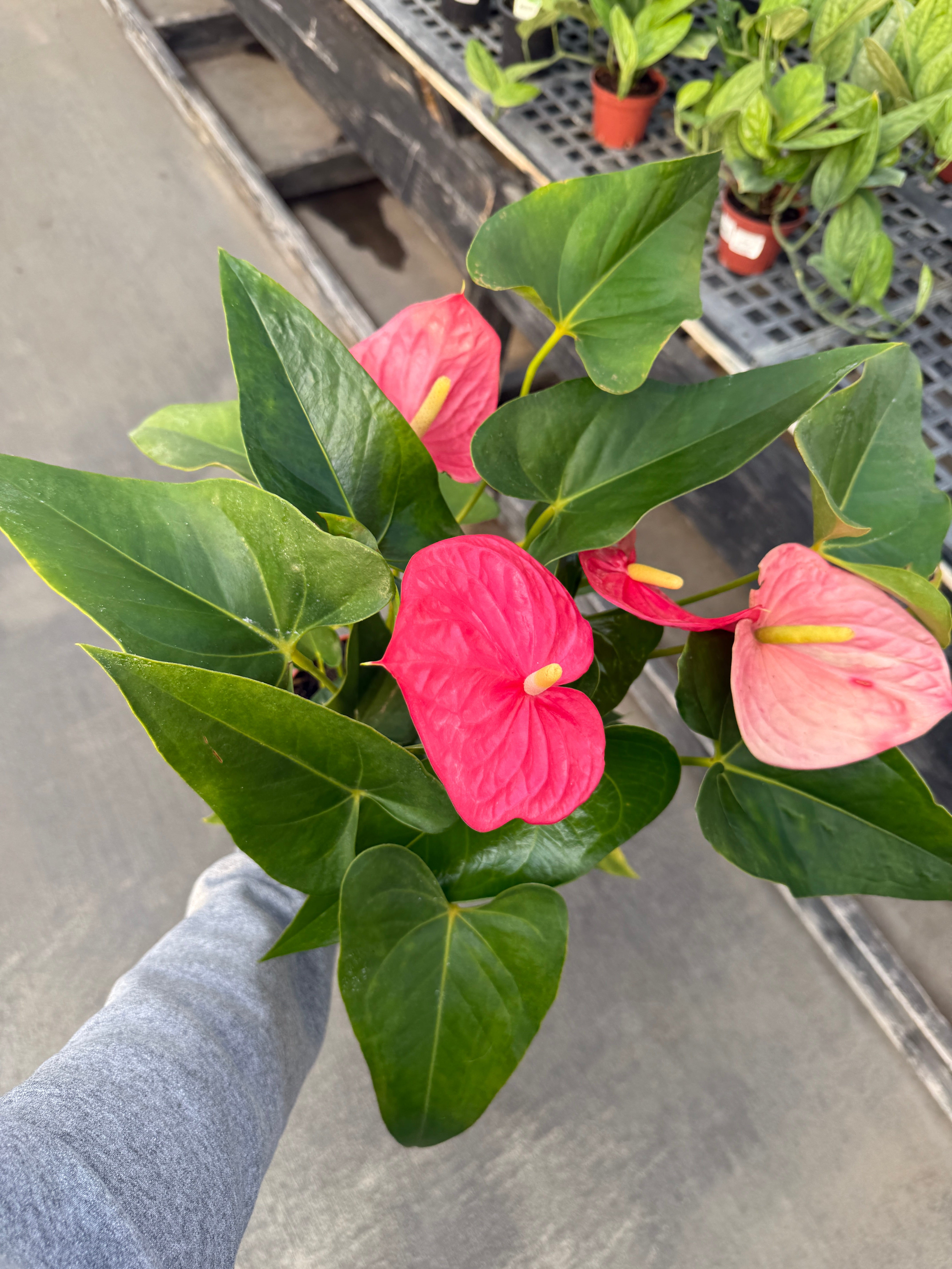 Anthurium, Andreanum