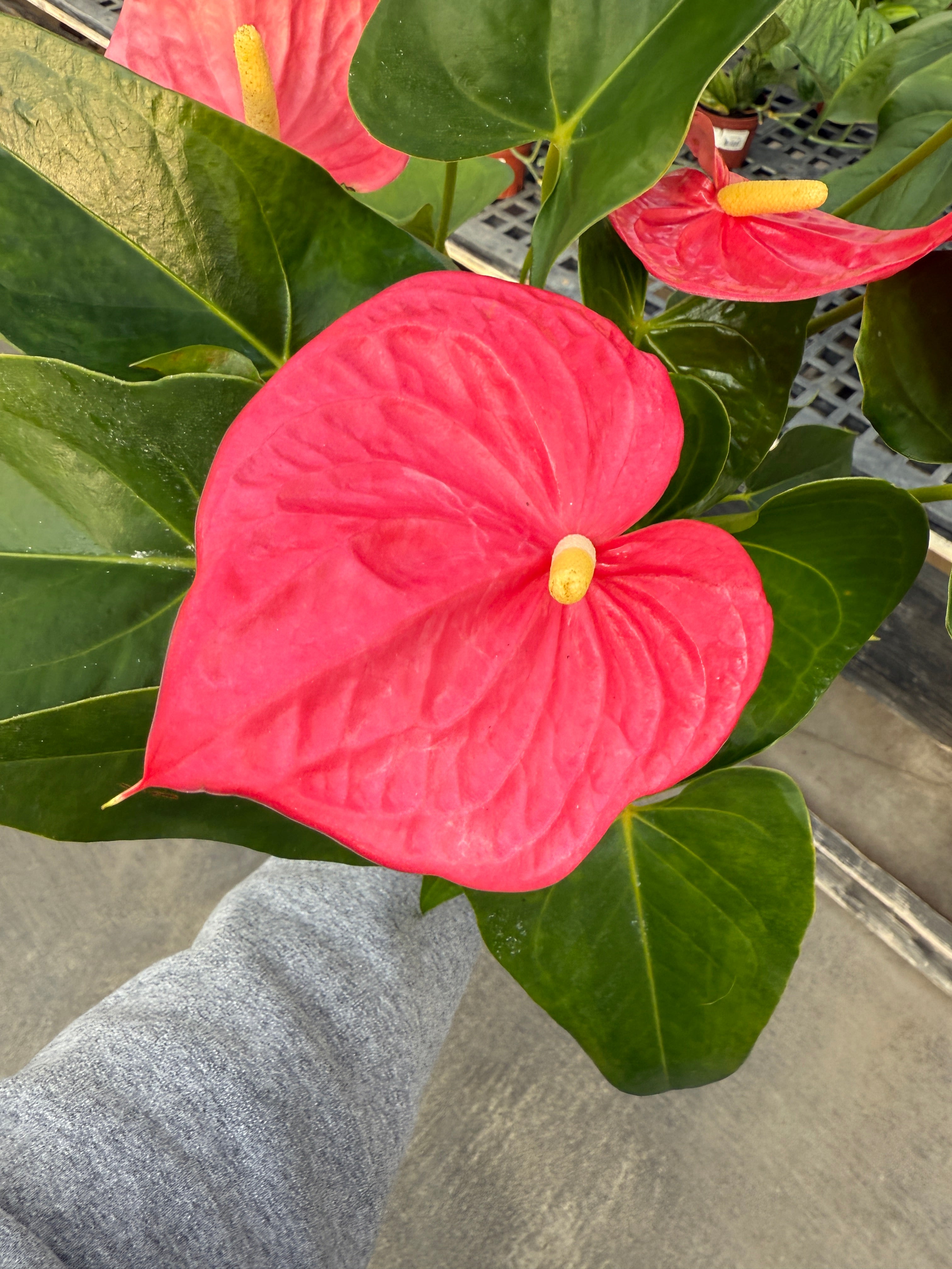 anthurium coral champion Anthurium, Andreanum — Ritters Garden and Gift