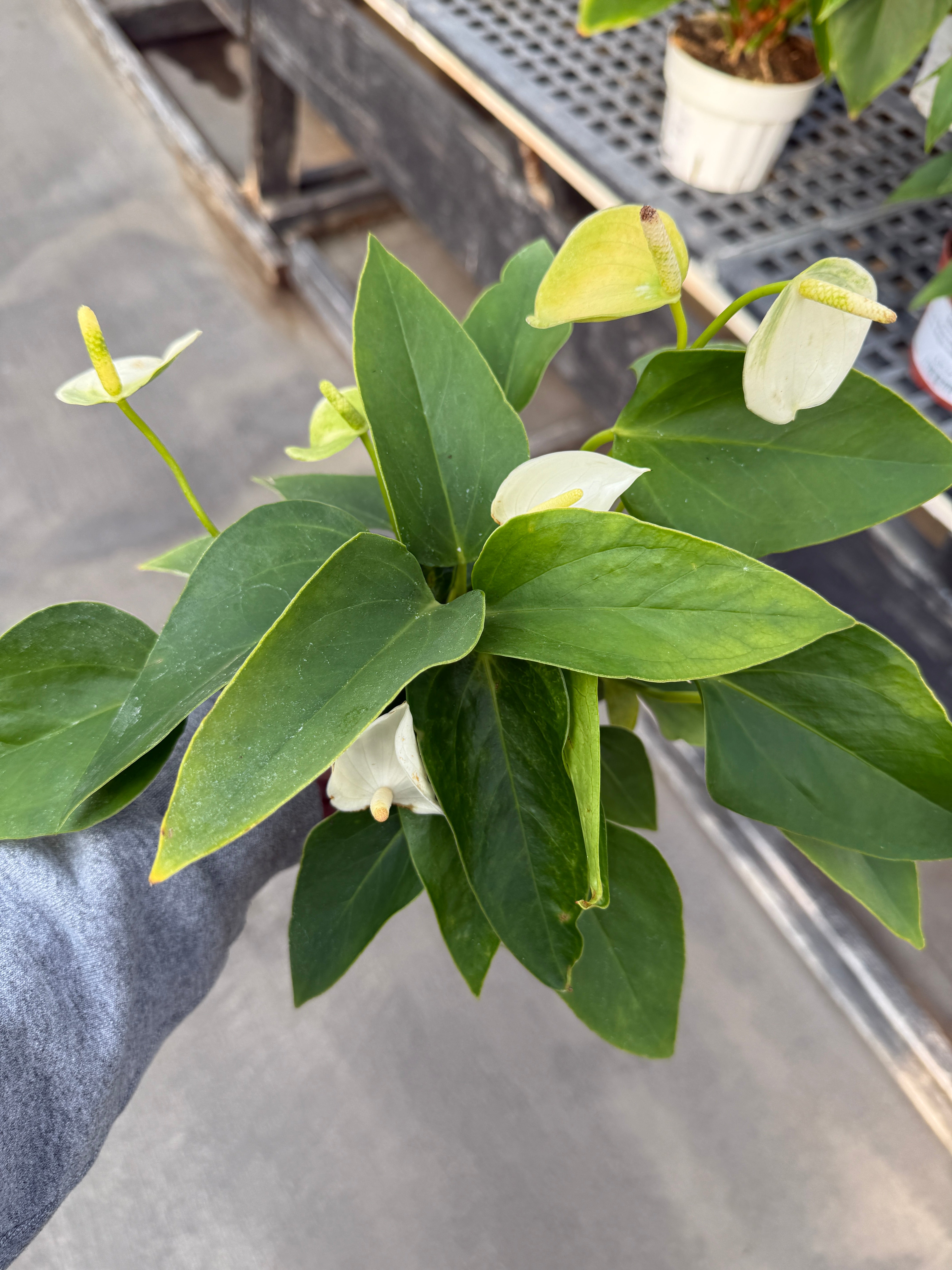 Anthurium, Andreanum