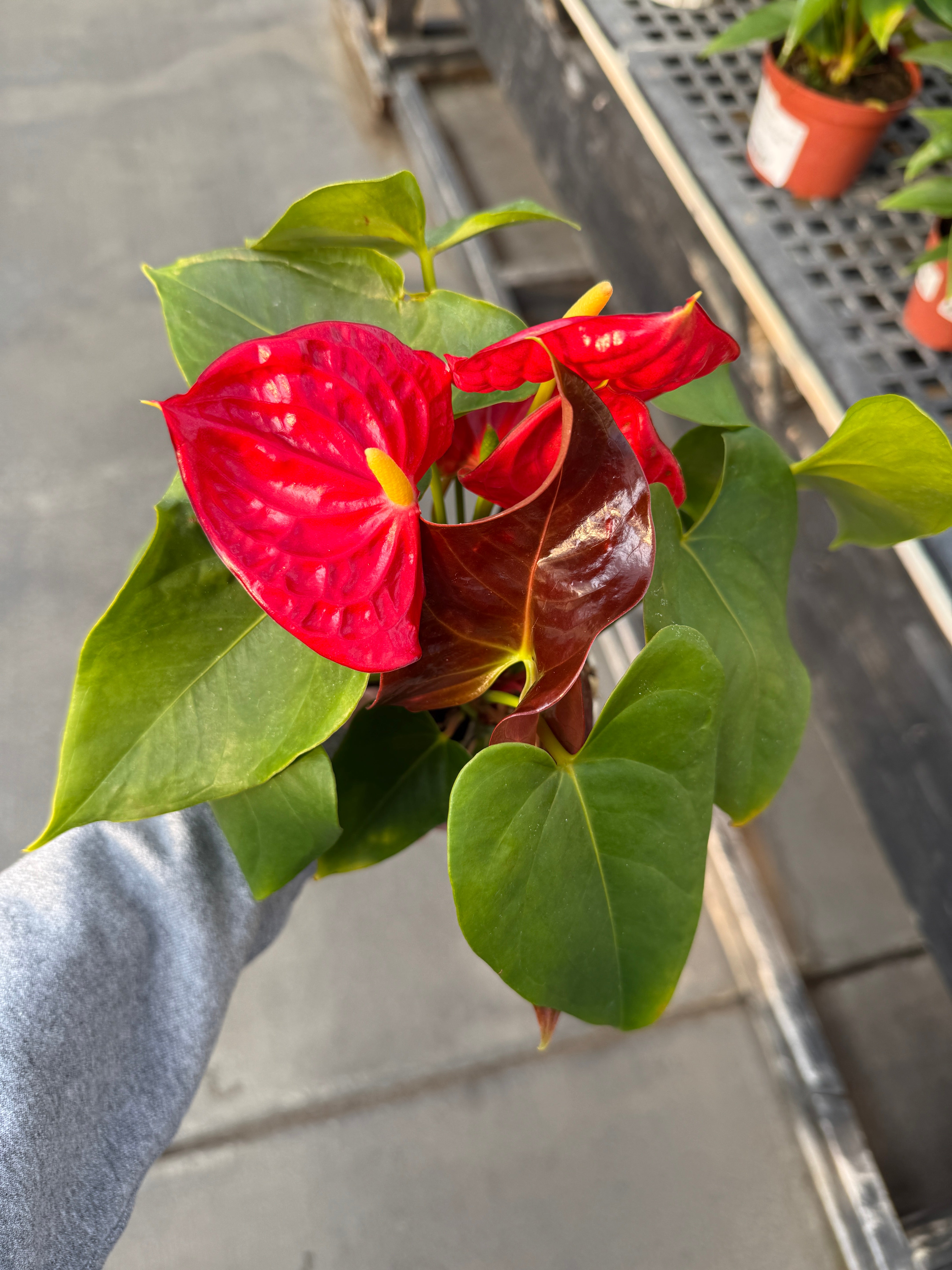 Anthurium, Andreanum