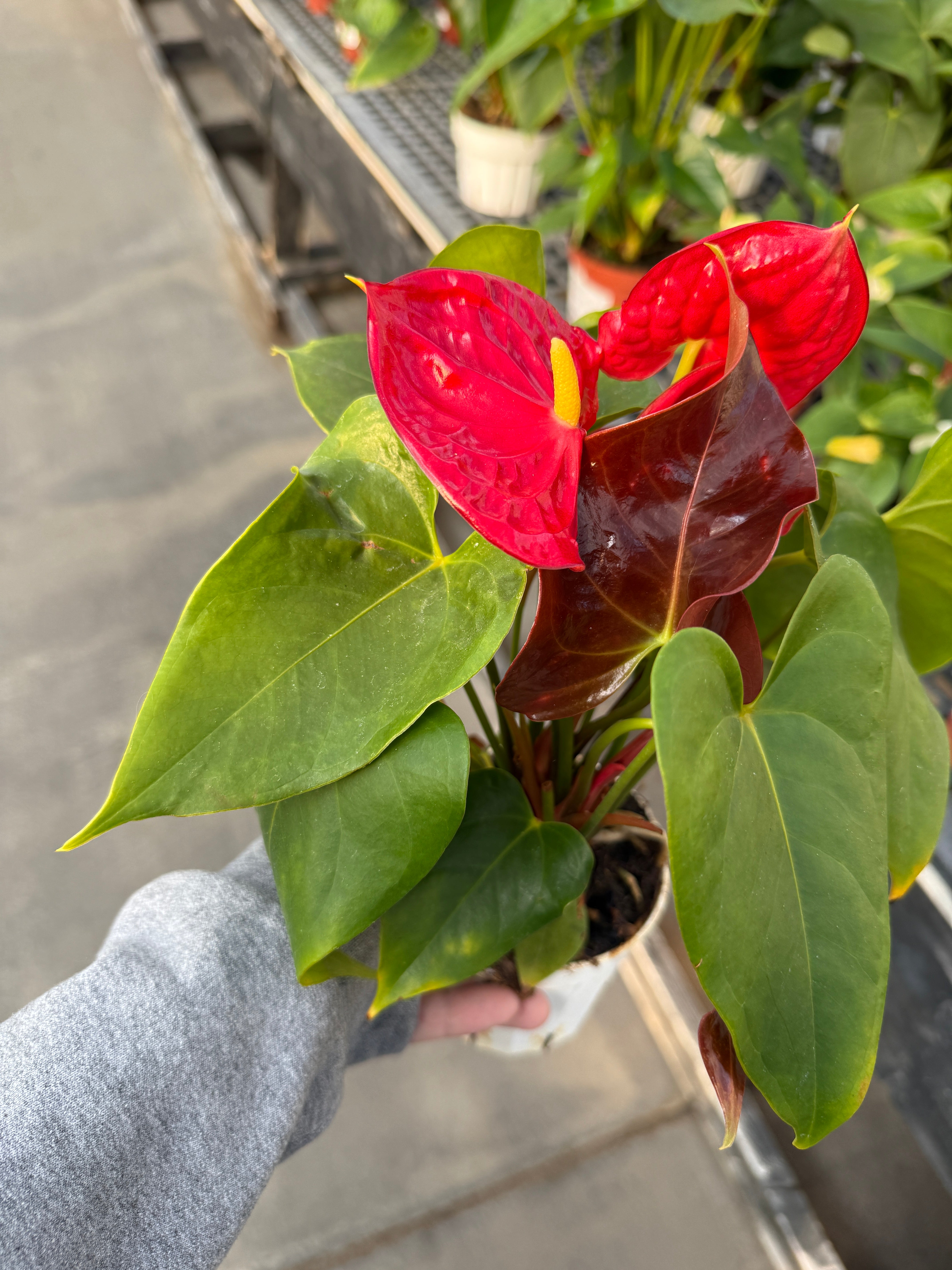 anthurium andreanum giftig Anthurium, Andreanum