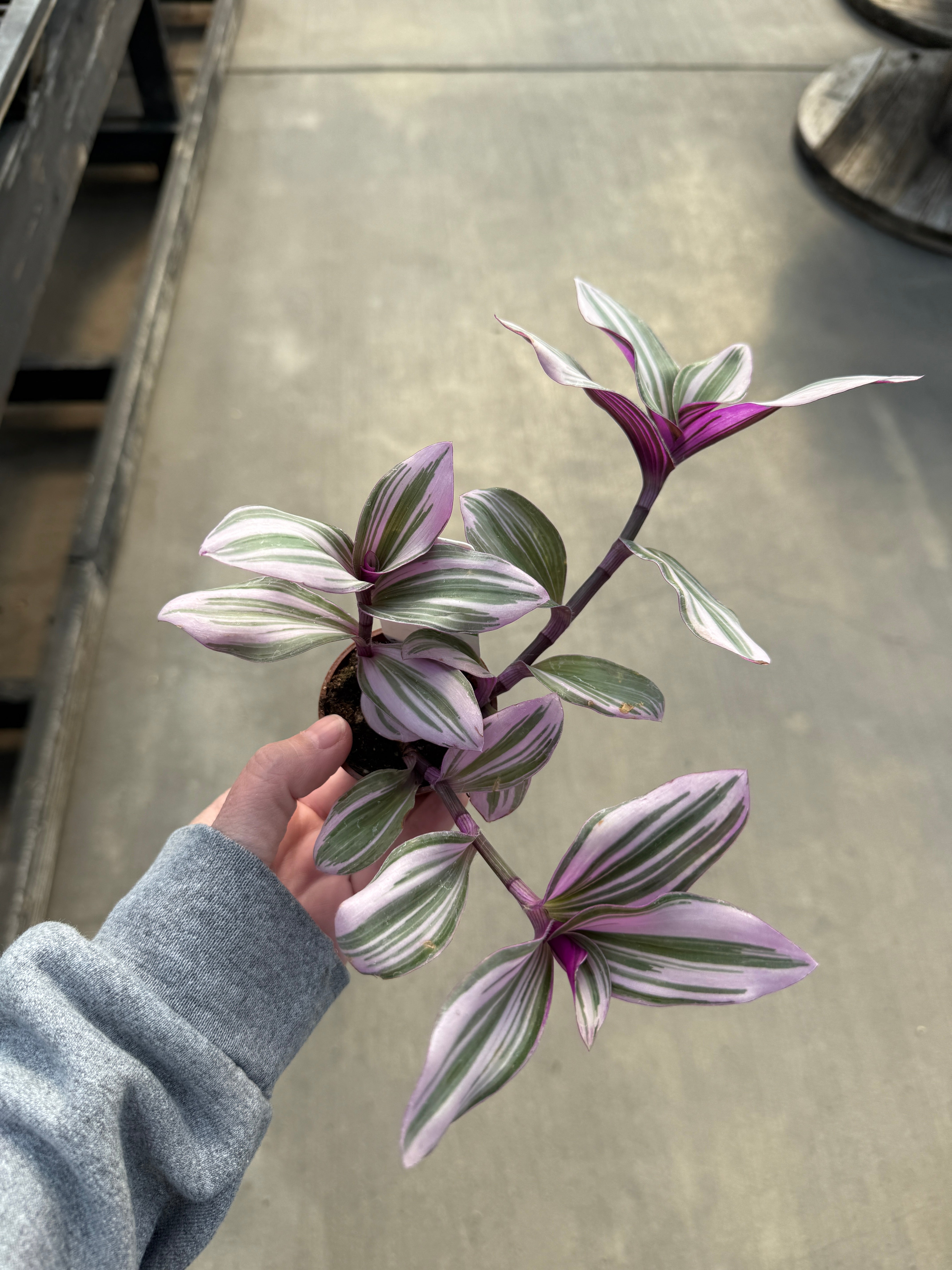 Wandering Jude, Nanouk Bubblegum