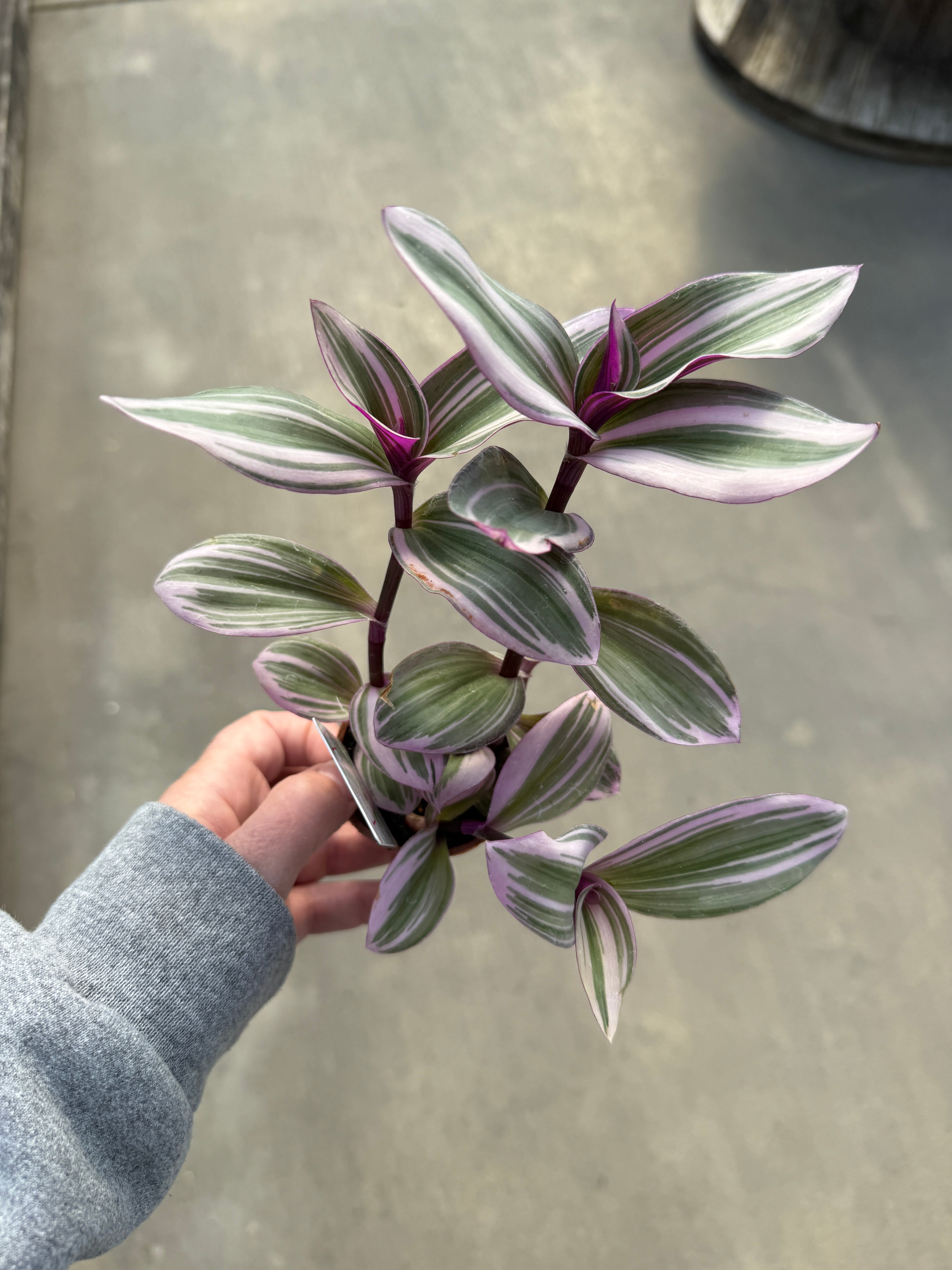 Wandering Jude, Nanouk Bubblegum