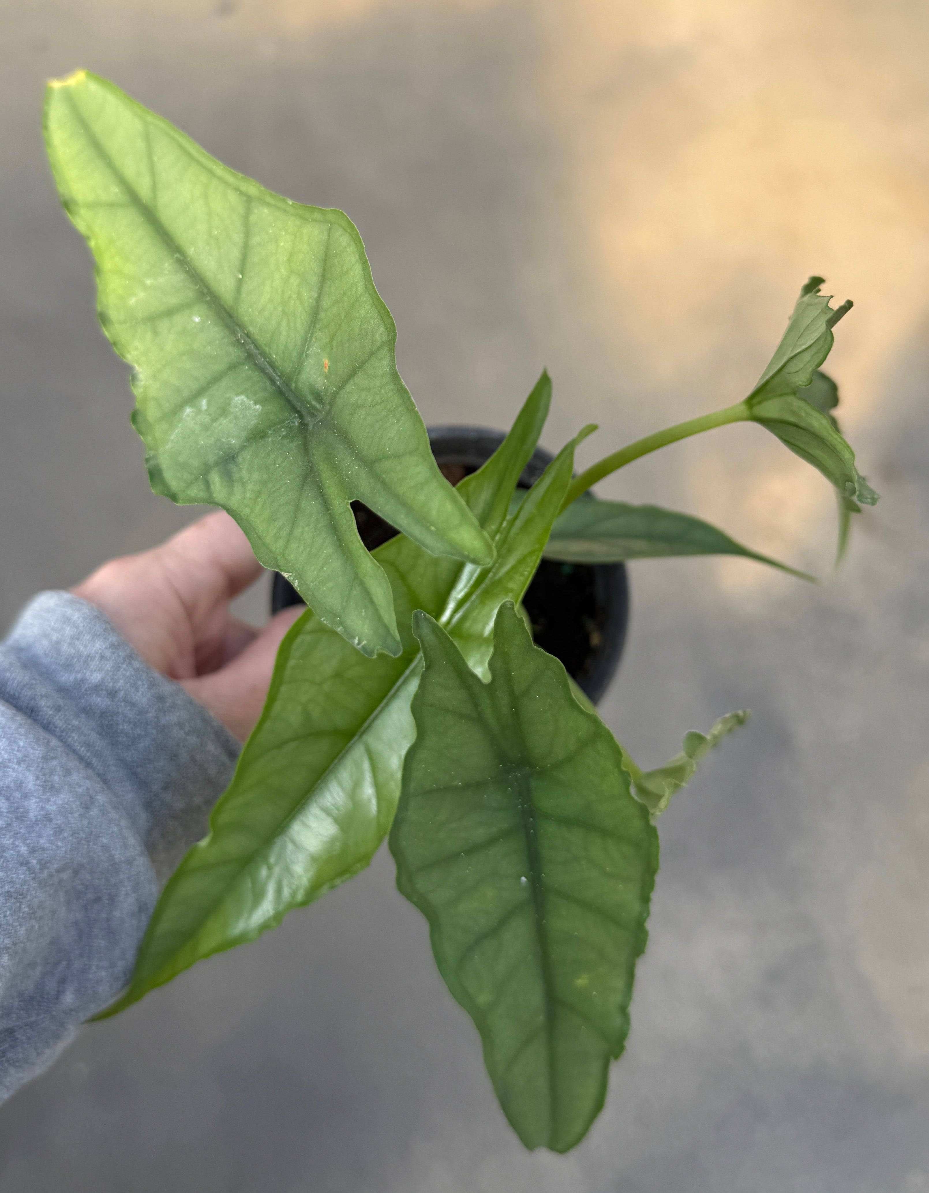 Alocasia, Dragon's Breath