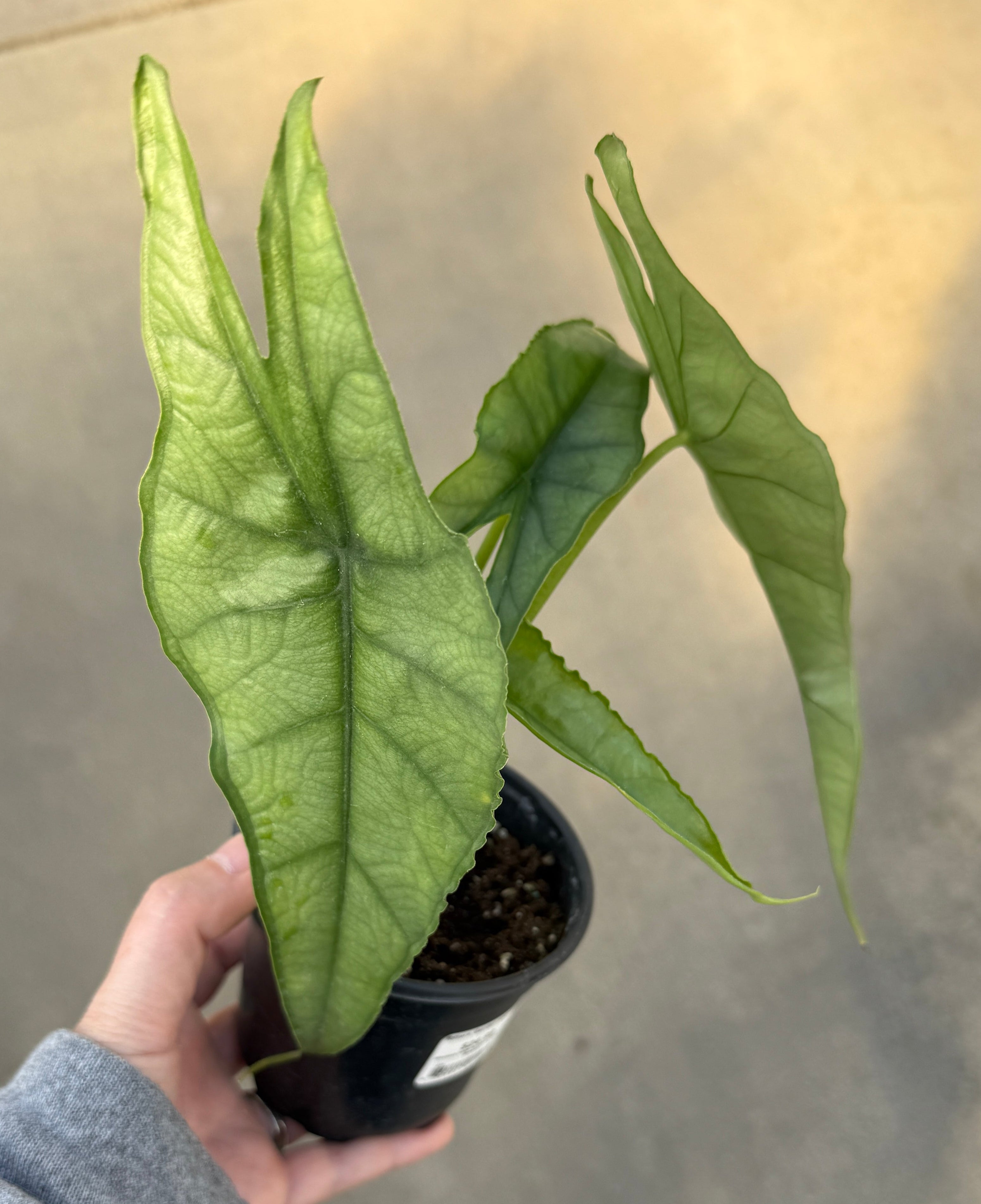 Alocasia, Dragon's Breath