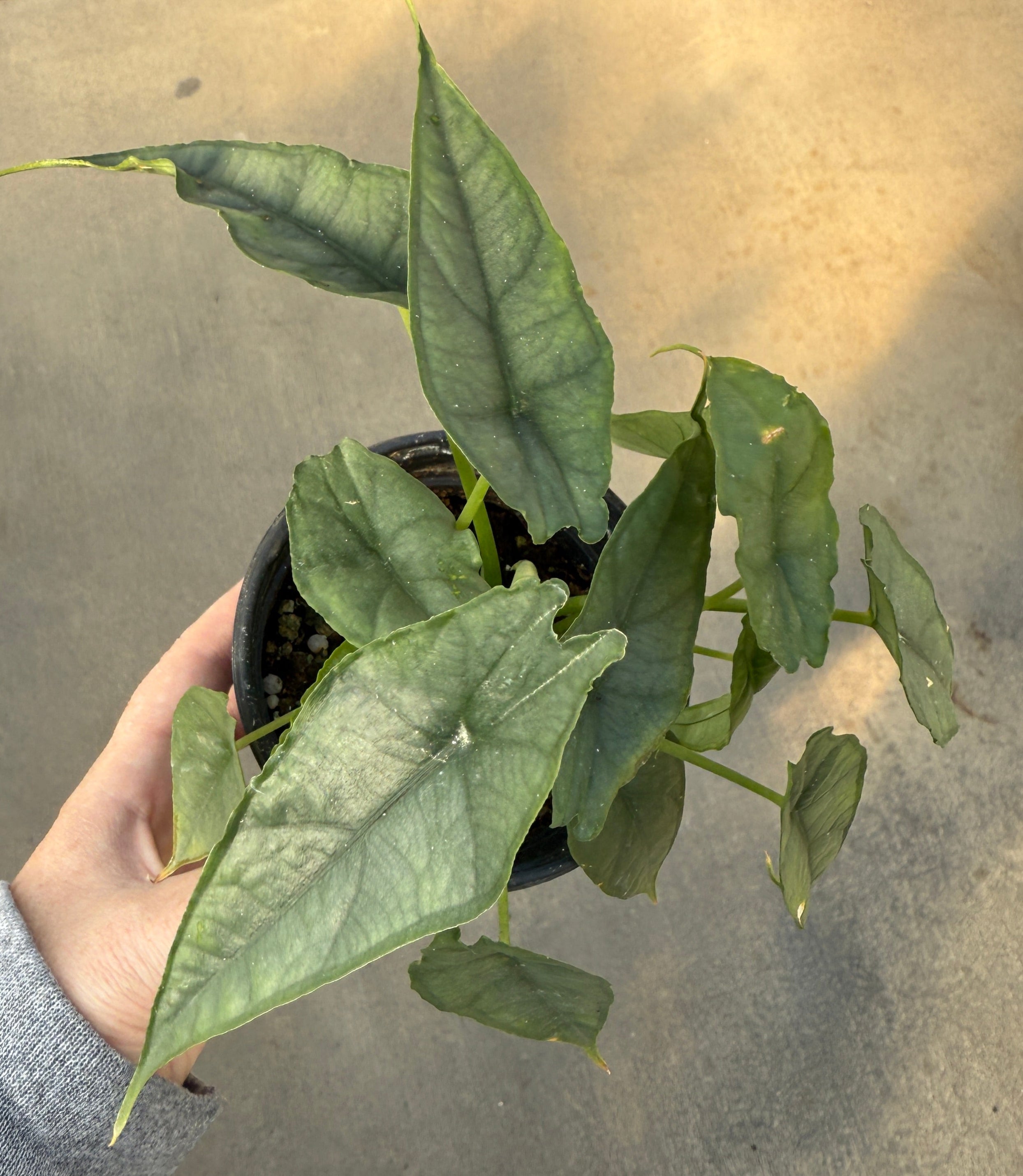 Alocasia, Dragon's Breath